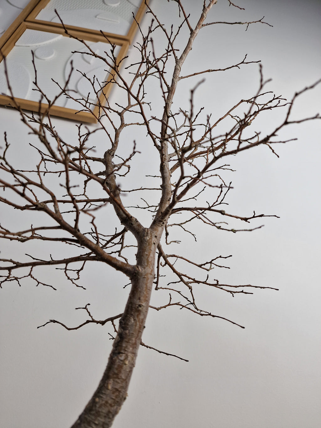 Ulmus Minor bonsai No. 1