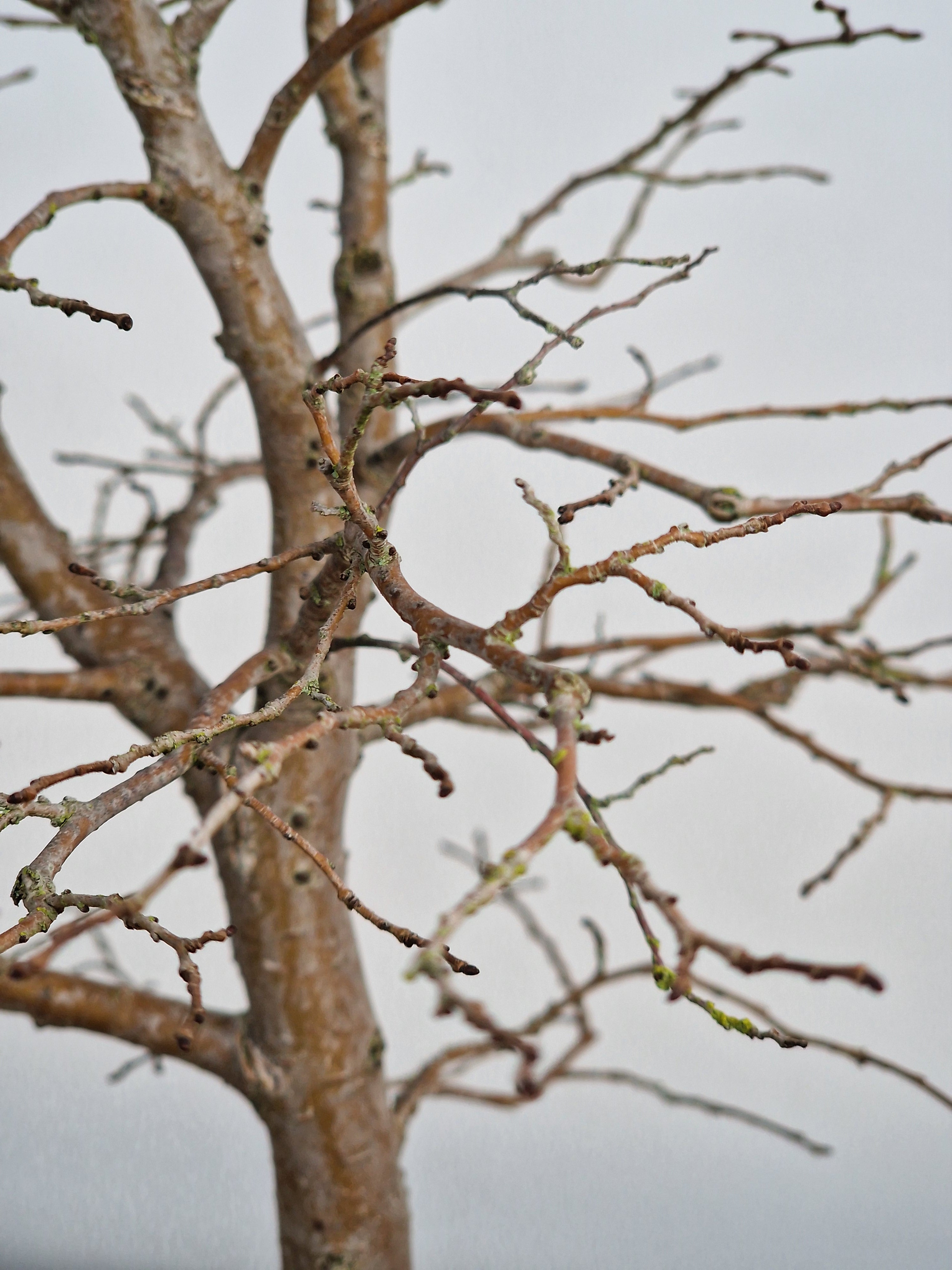 Ulmus Minor bonsai No. 1