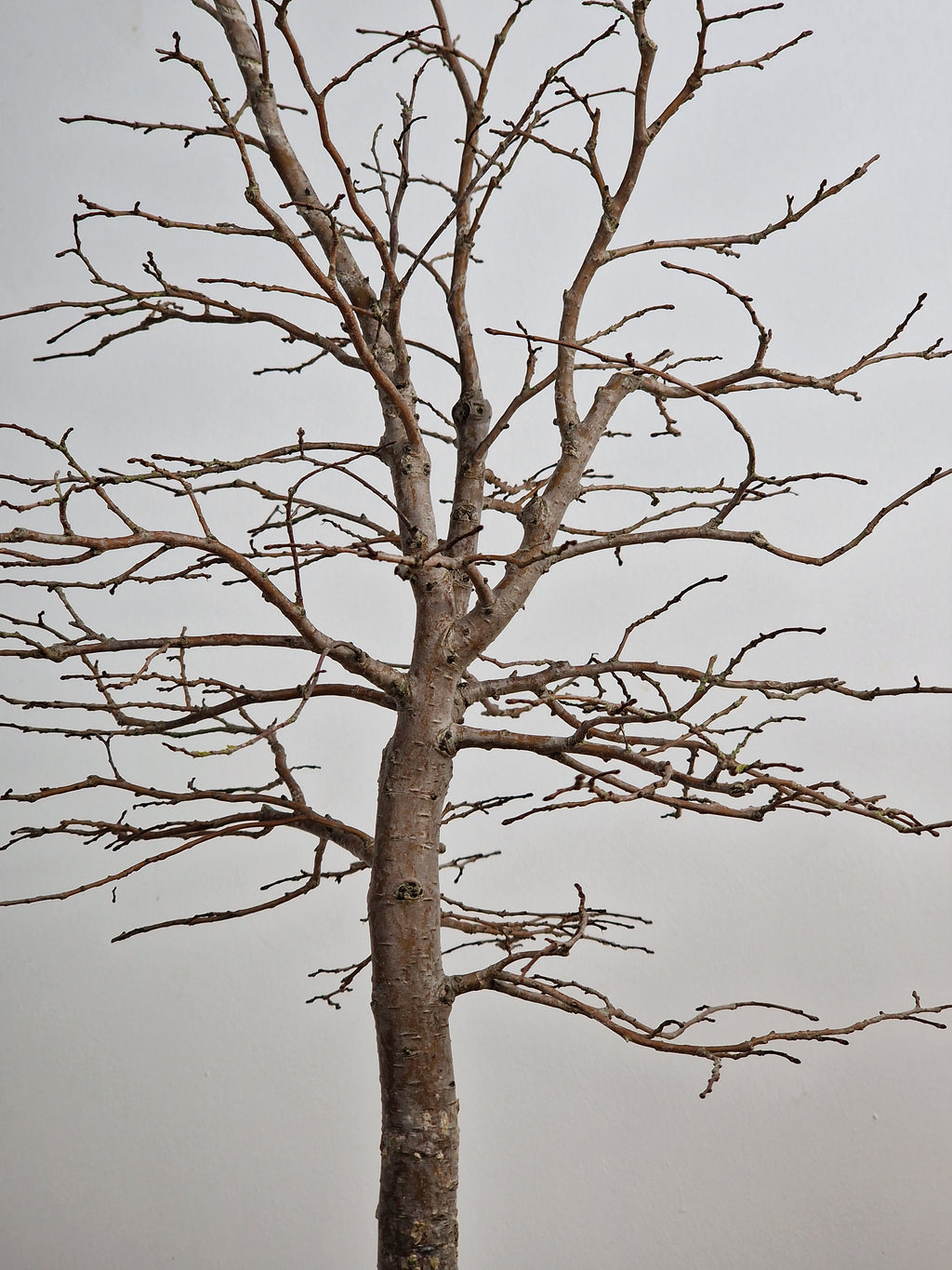 Ulmus Minor bonsai No. 1