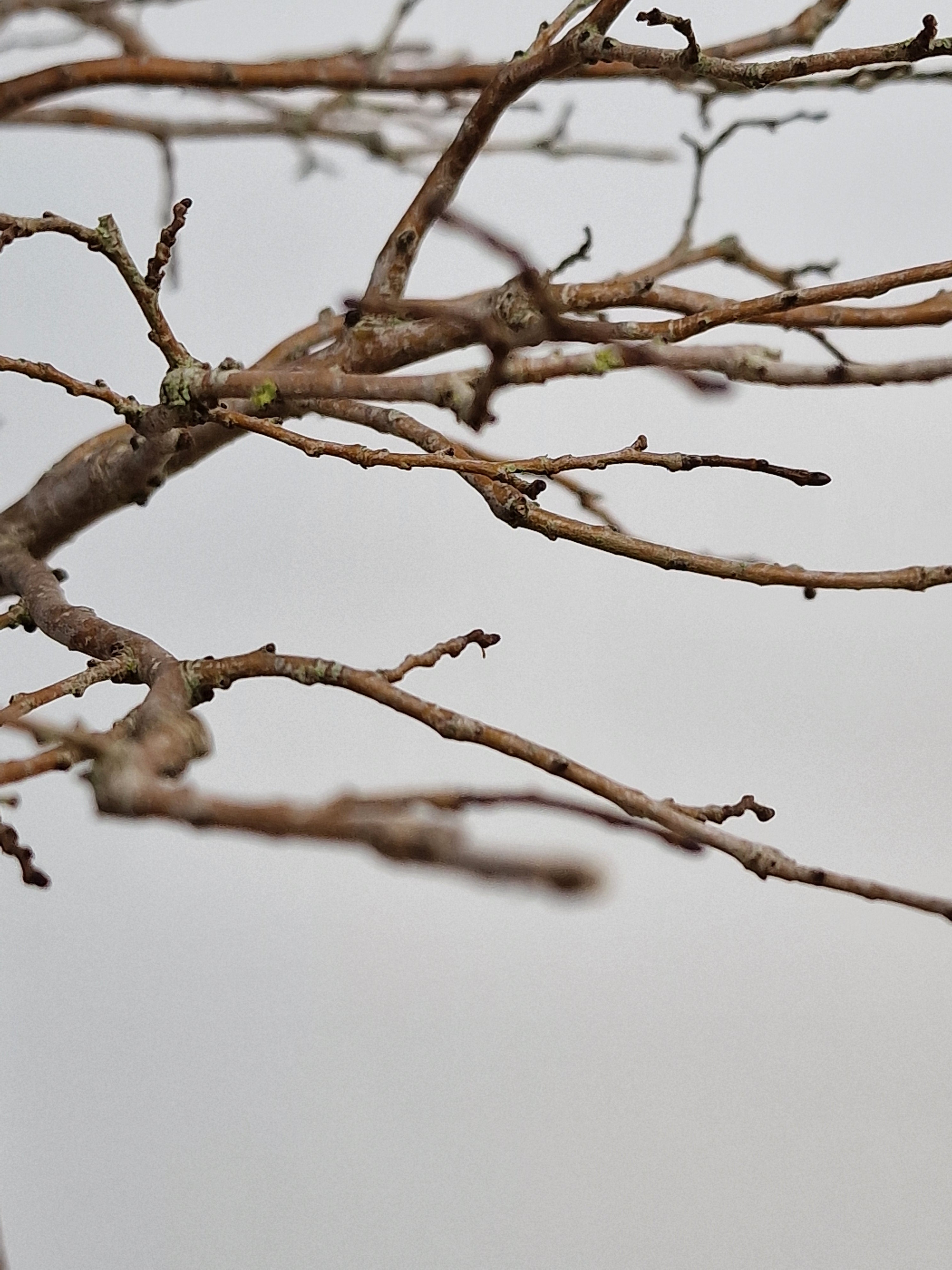 Ulmus Minor bonsai No. 1