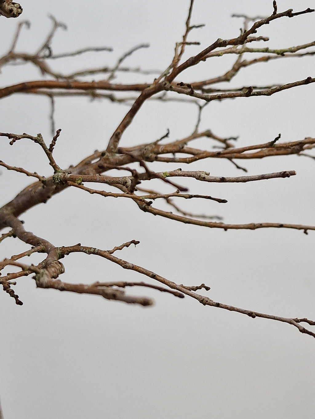 Ulmus Minor bonsai No. 1