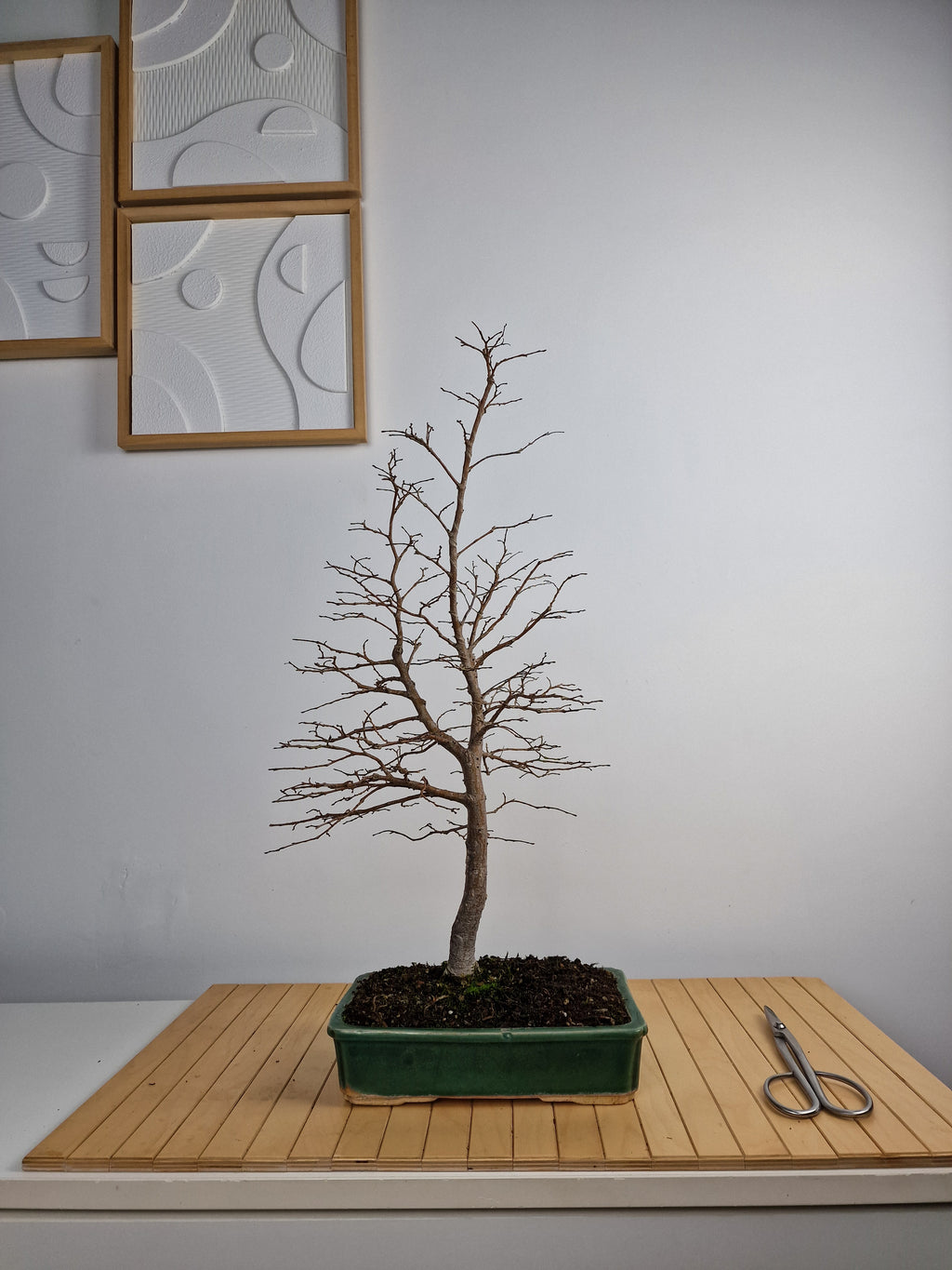 Ulmus Minor bonsai No. 1