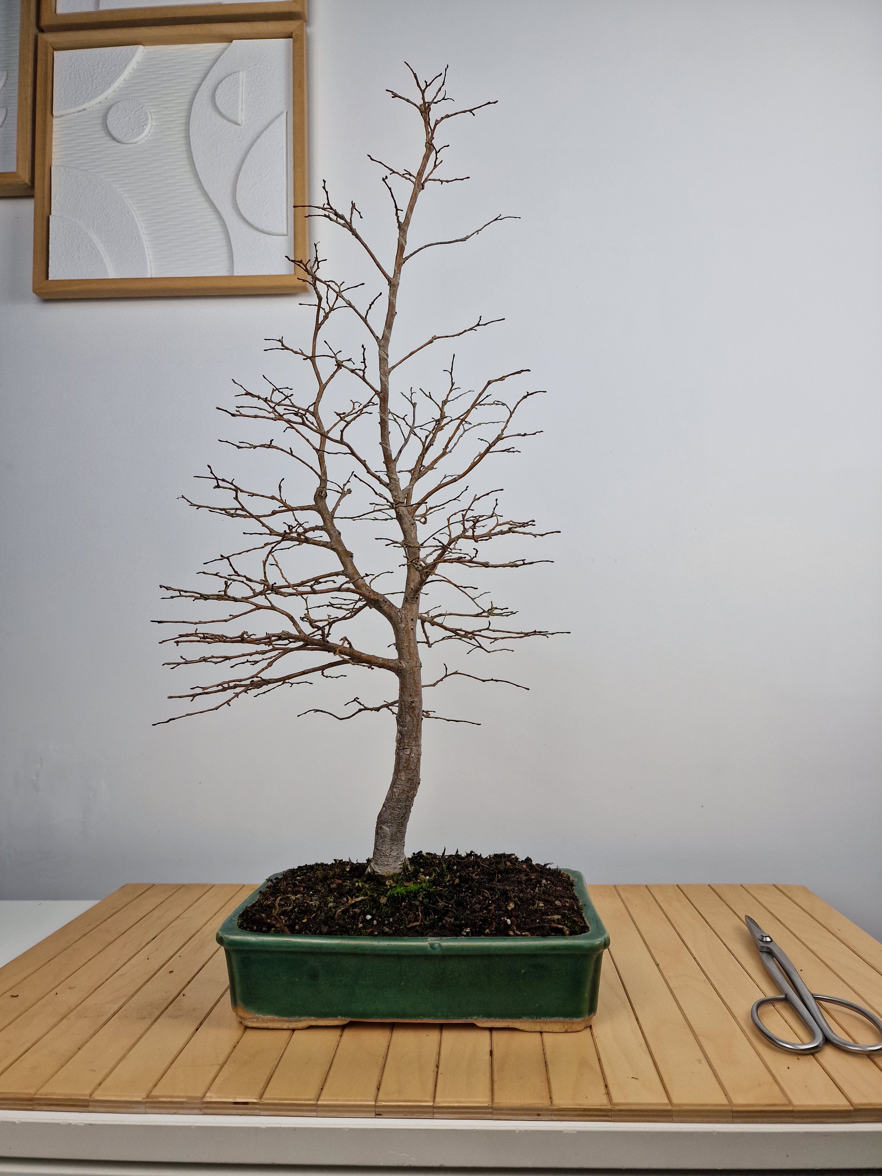 Ulmus Minor bonsai No. 1