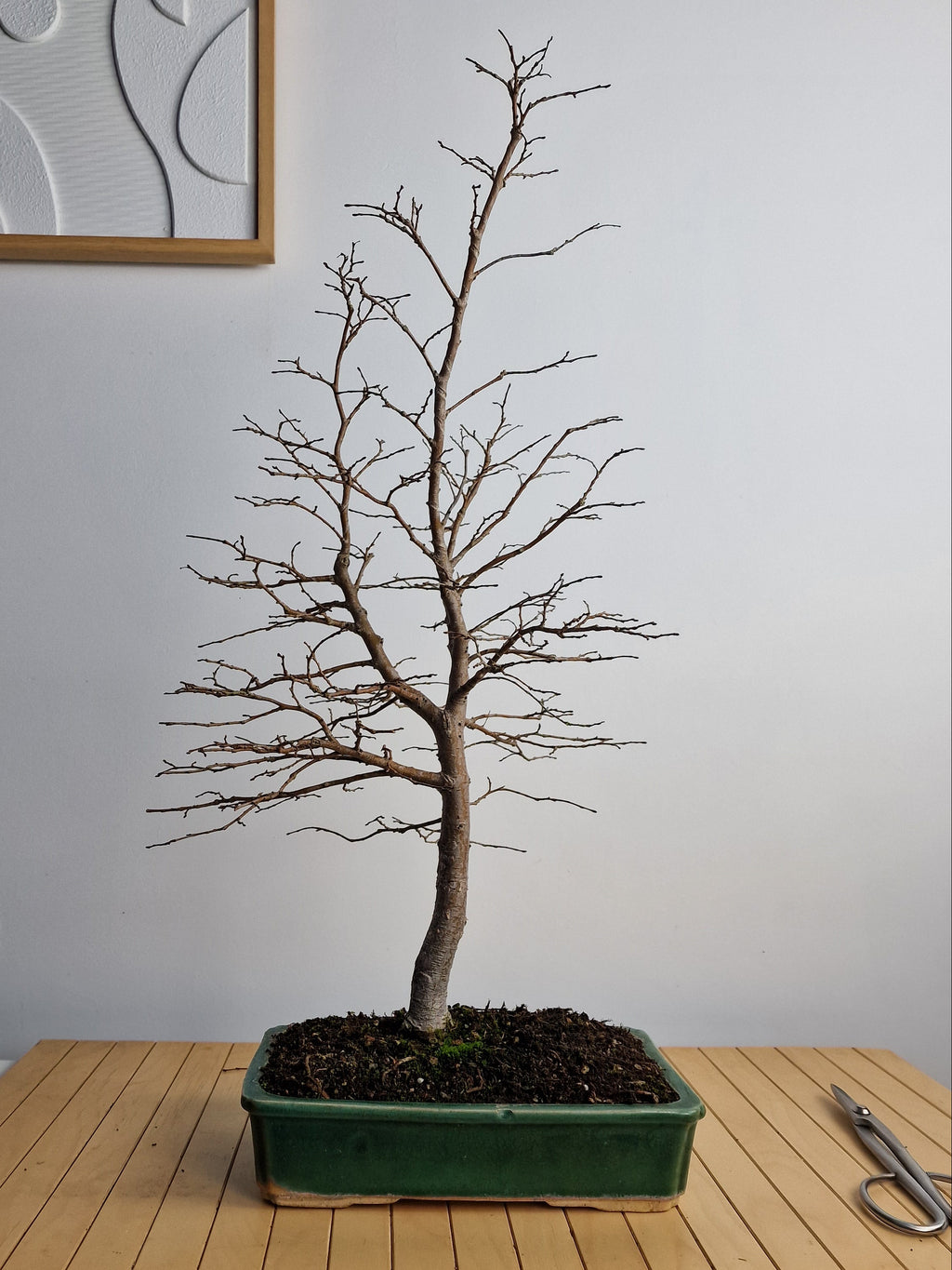 Ulmus Minor bonsai No. 1