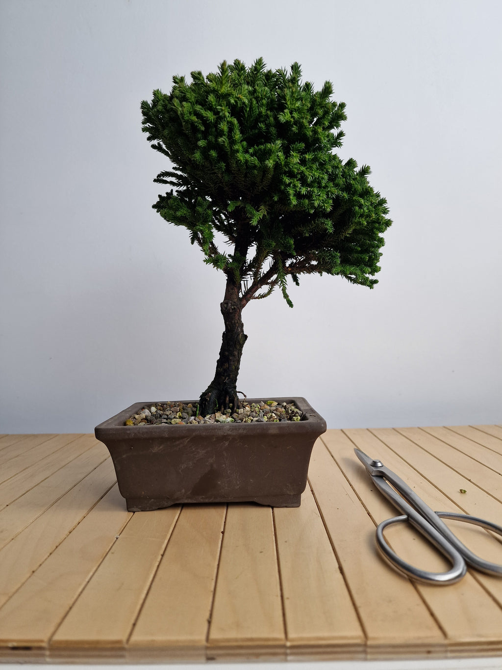 Cryptomeria Japonica Pre-BonsaiNo.1