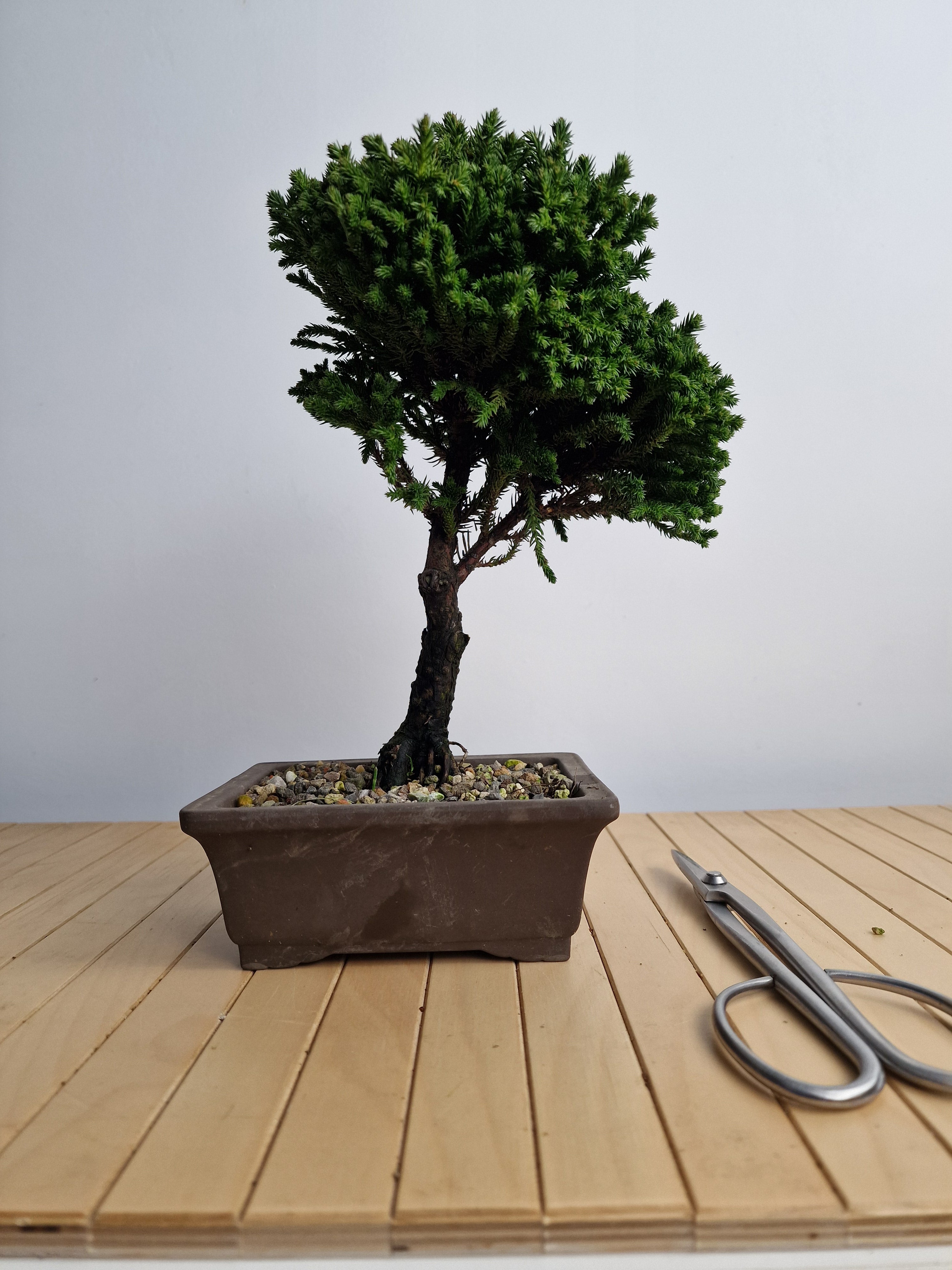 Cryptomeria Japonica Pre-BonsaiNo.1