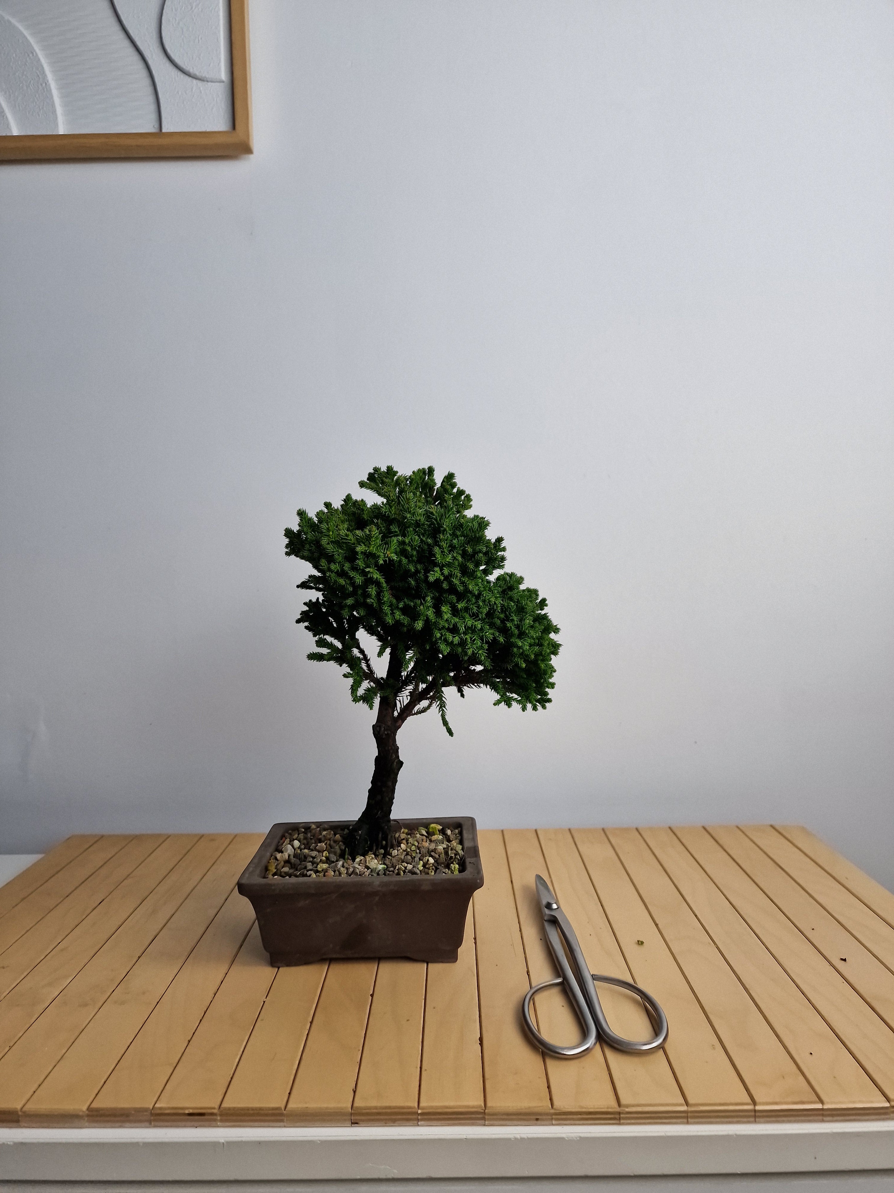 cryptomeria bonsai tree Cryptomeria Japonica Pre-Bonsai No.1 – Bonsai Lab