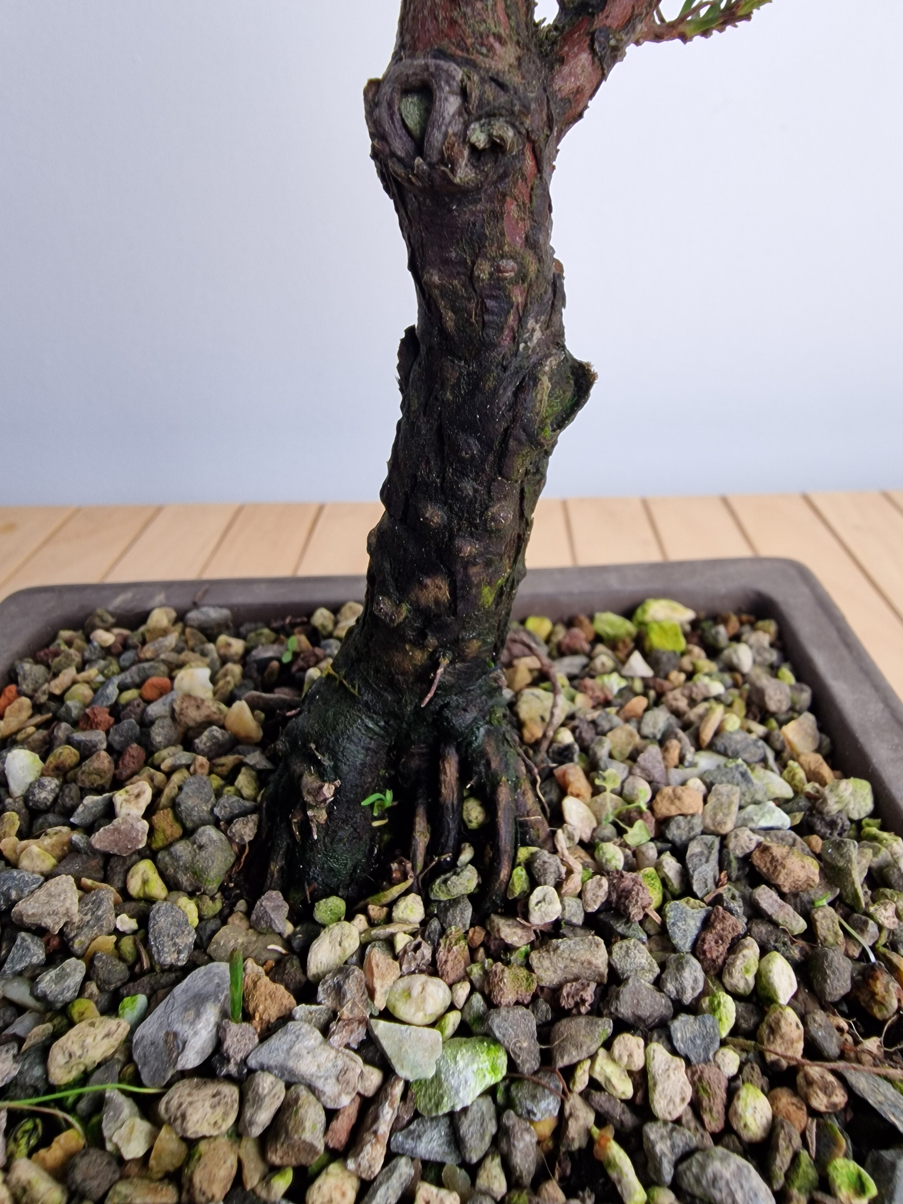 Cryptomeria Japonica Pre-BonsaiNo.1