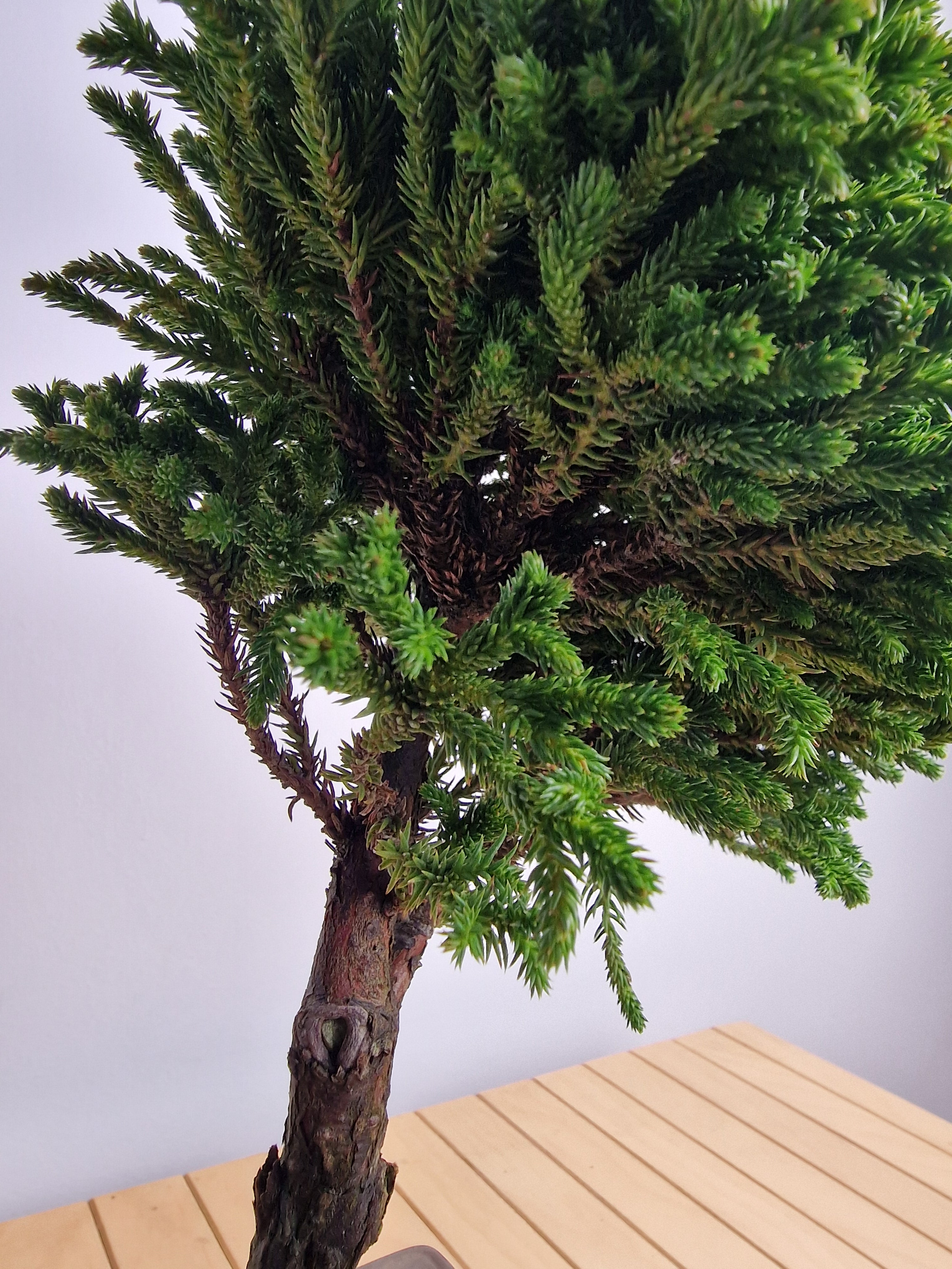 Cryptomeria Japonica Pre-BonsaiNo.1