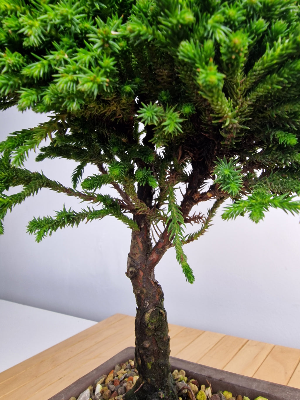 Cryptomeria Japonica Pre-BonsaiNo.1