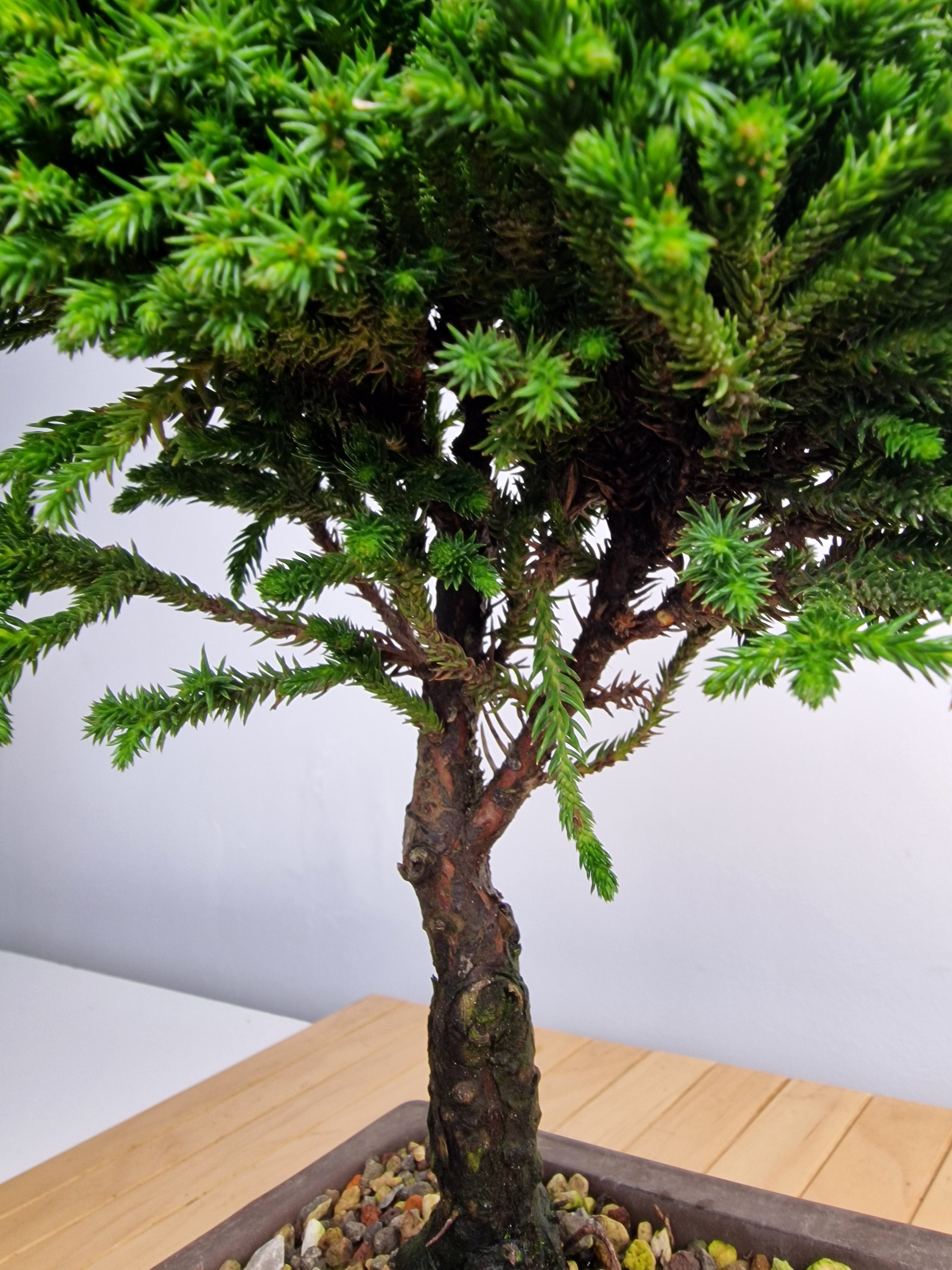 Cryptomeria Japonica Pre-BonsaiNo.1