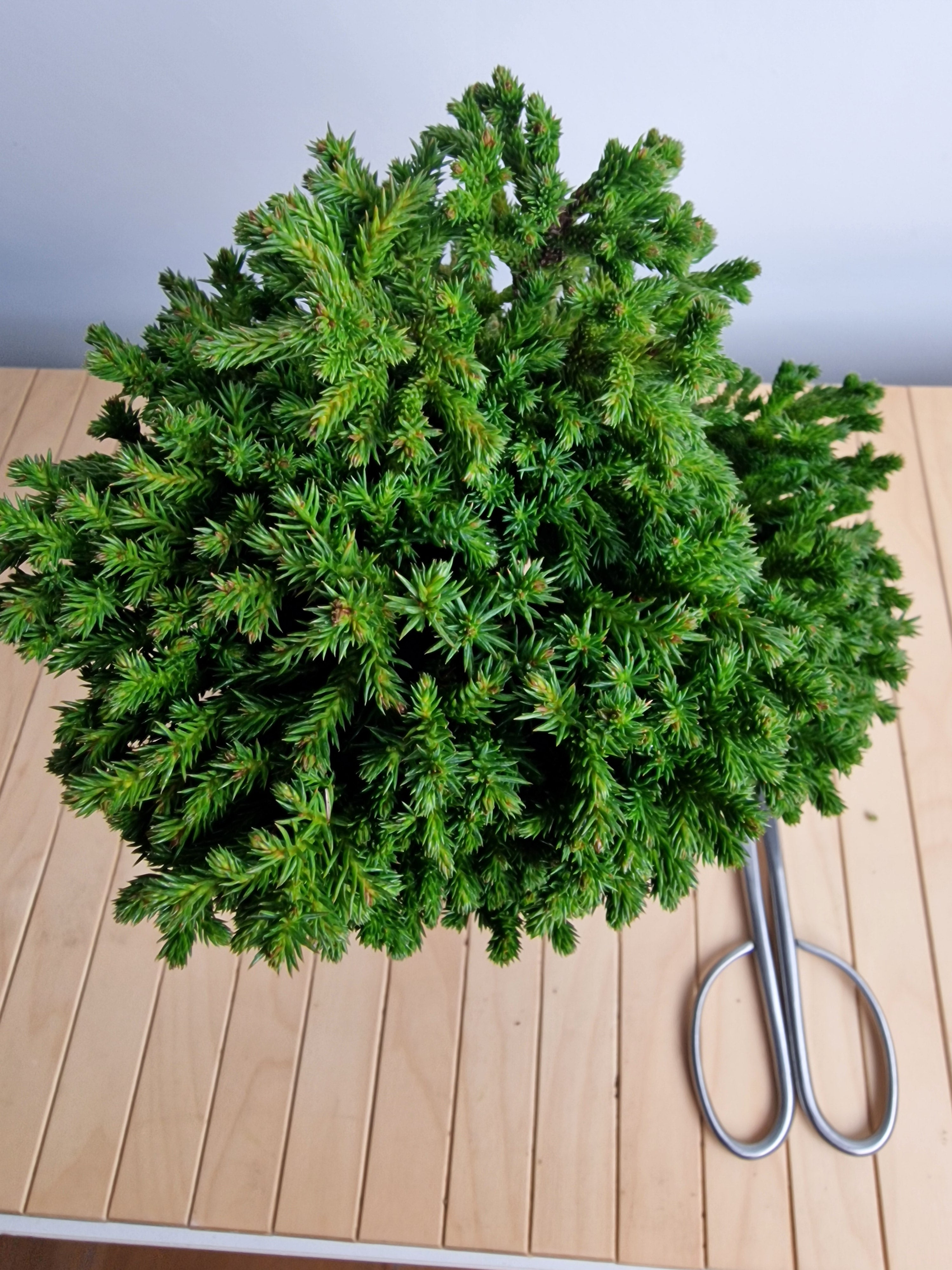 Cryptomeria Japonica Pre-BonsaiNo.1