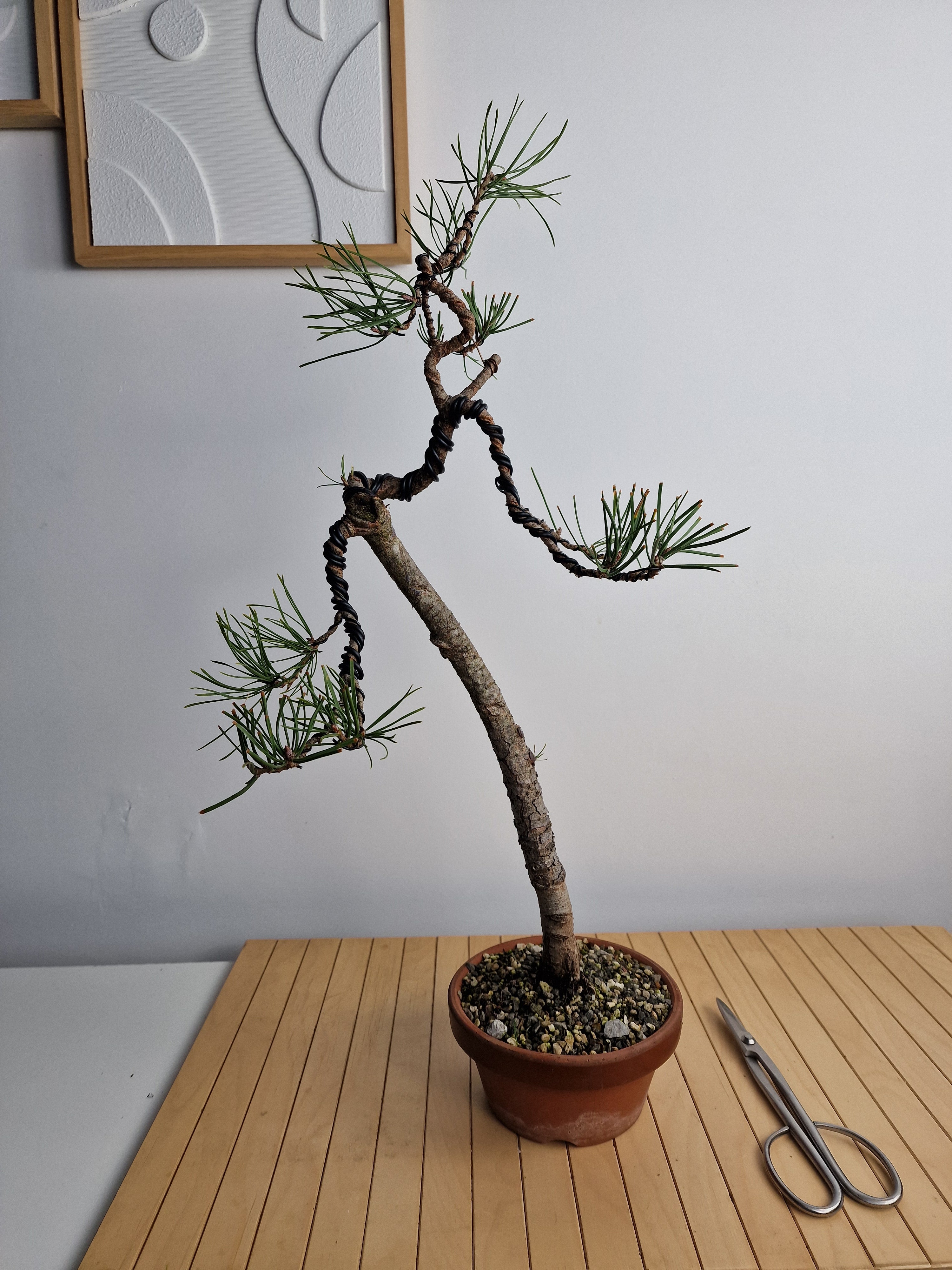 Pinus sylvestris pre bonsai No.1