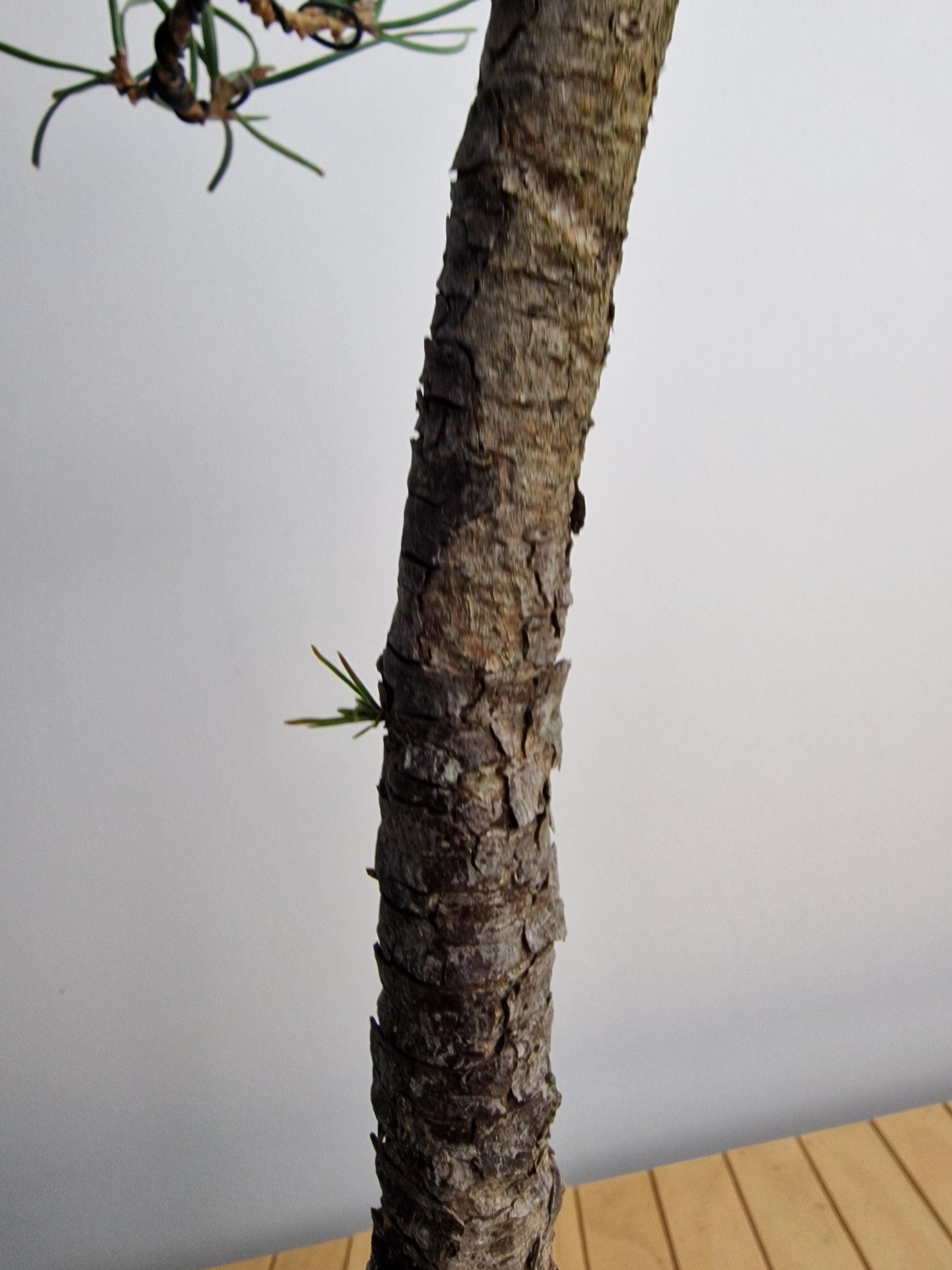 Pinus sylvestris pre bonsai No.1