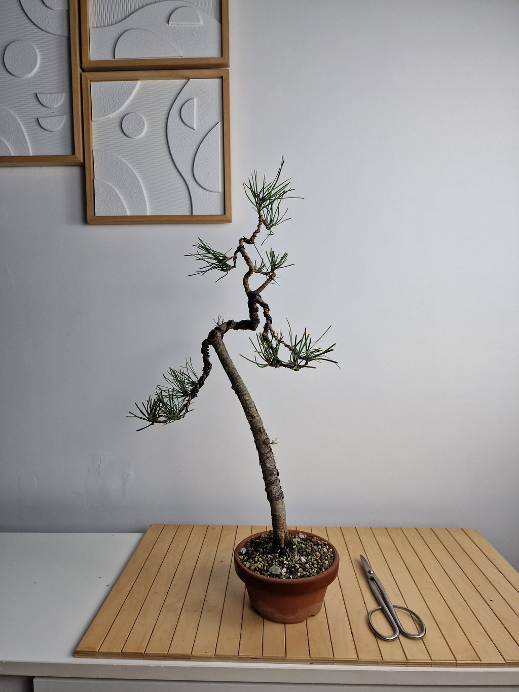 Pinus sylvestris pre-bonsai nr.1
