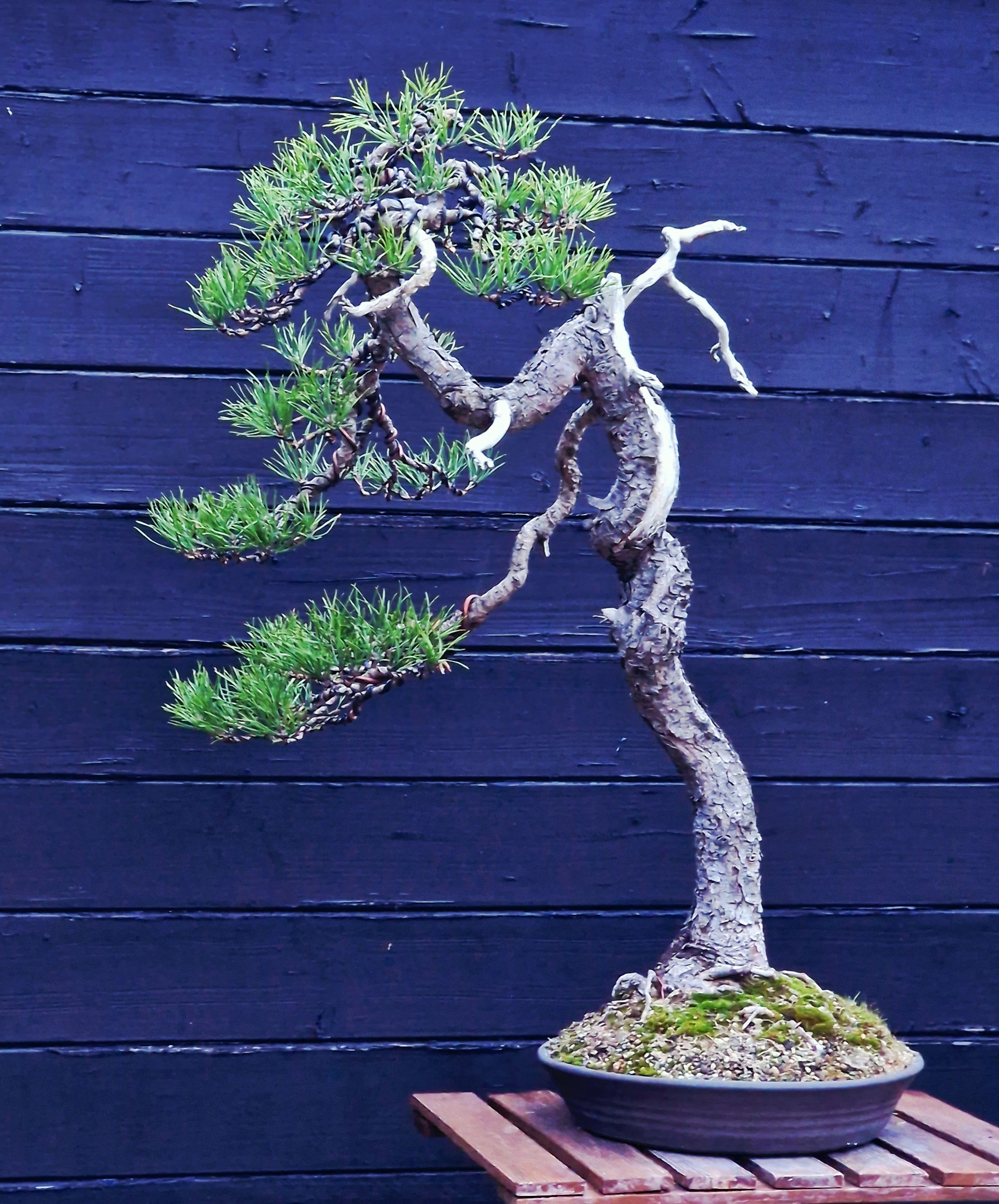 Pinus sylvertris bonsai nr. 1