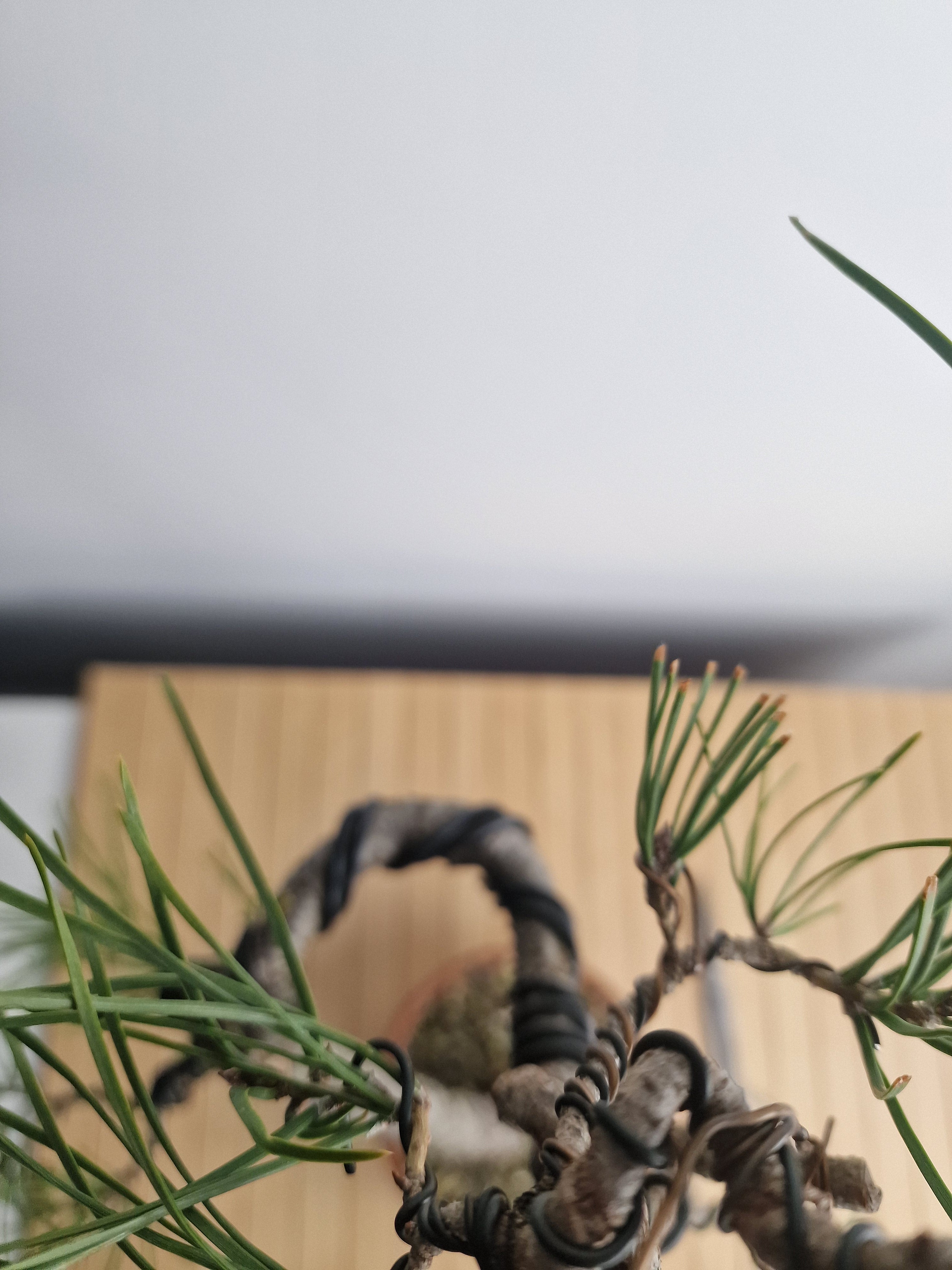 Pinus sylvestris pre bonsai No.1