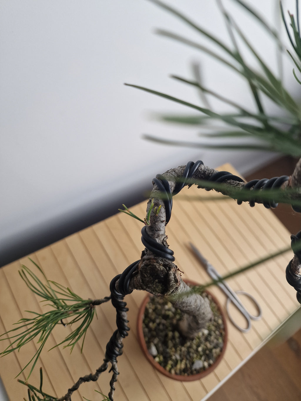 Pinus sylvestris pre-bonsai nr.1