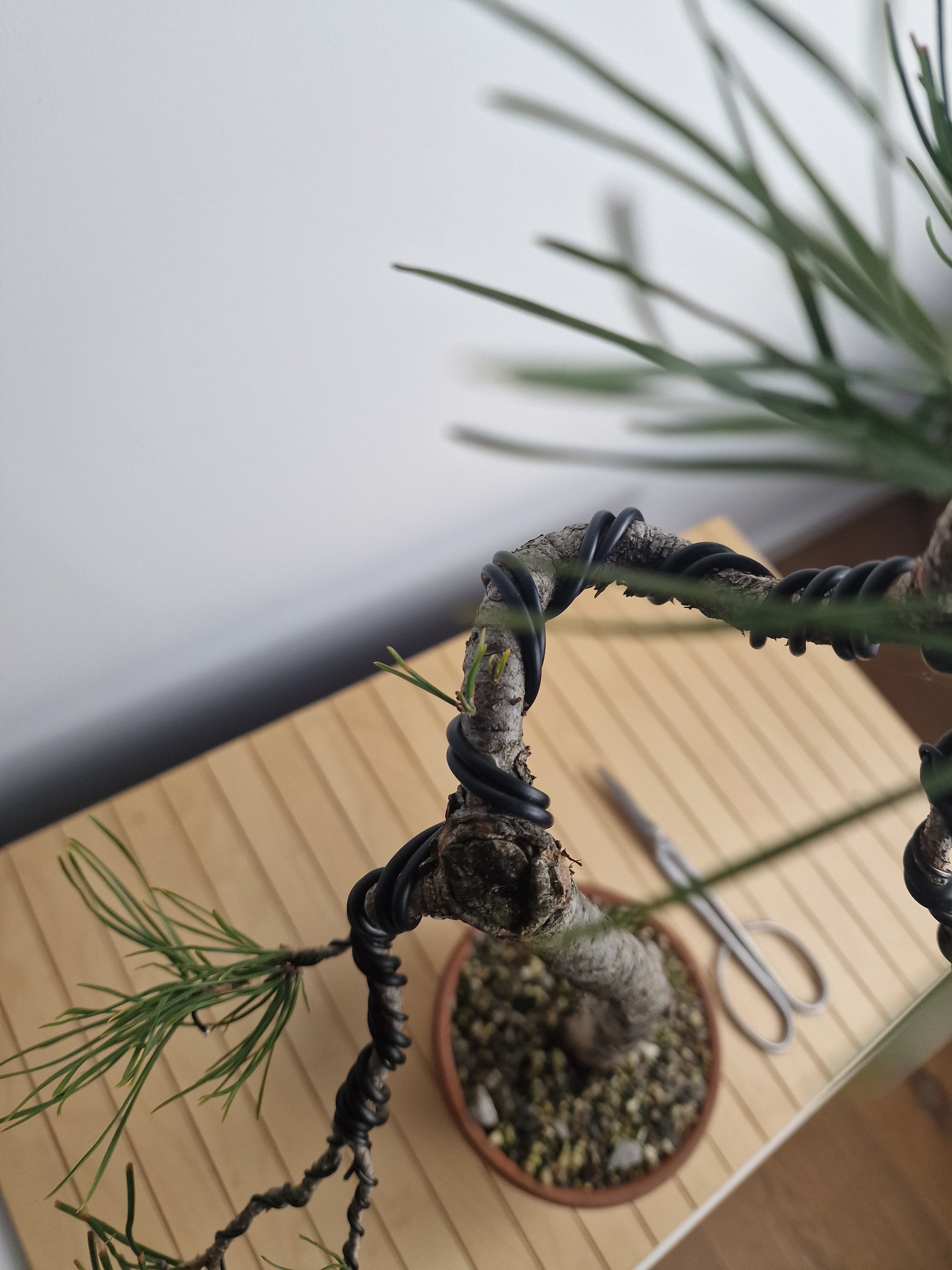 Pinus sylvestris pre bonsai No.1