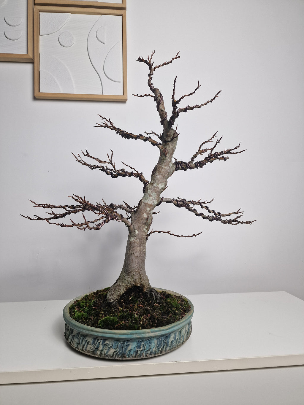 Fagus sylvatica bonsai No.1