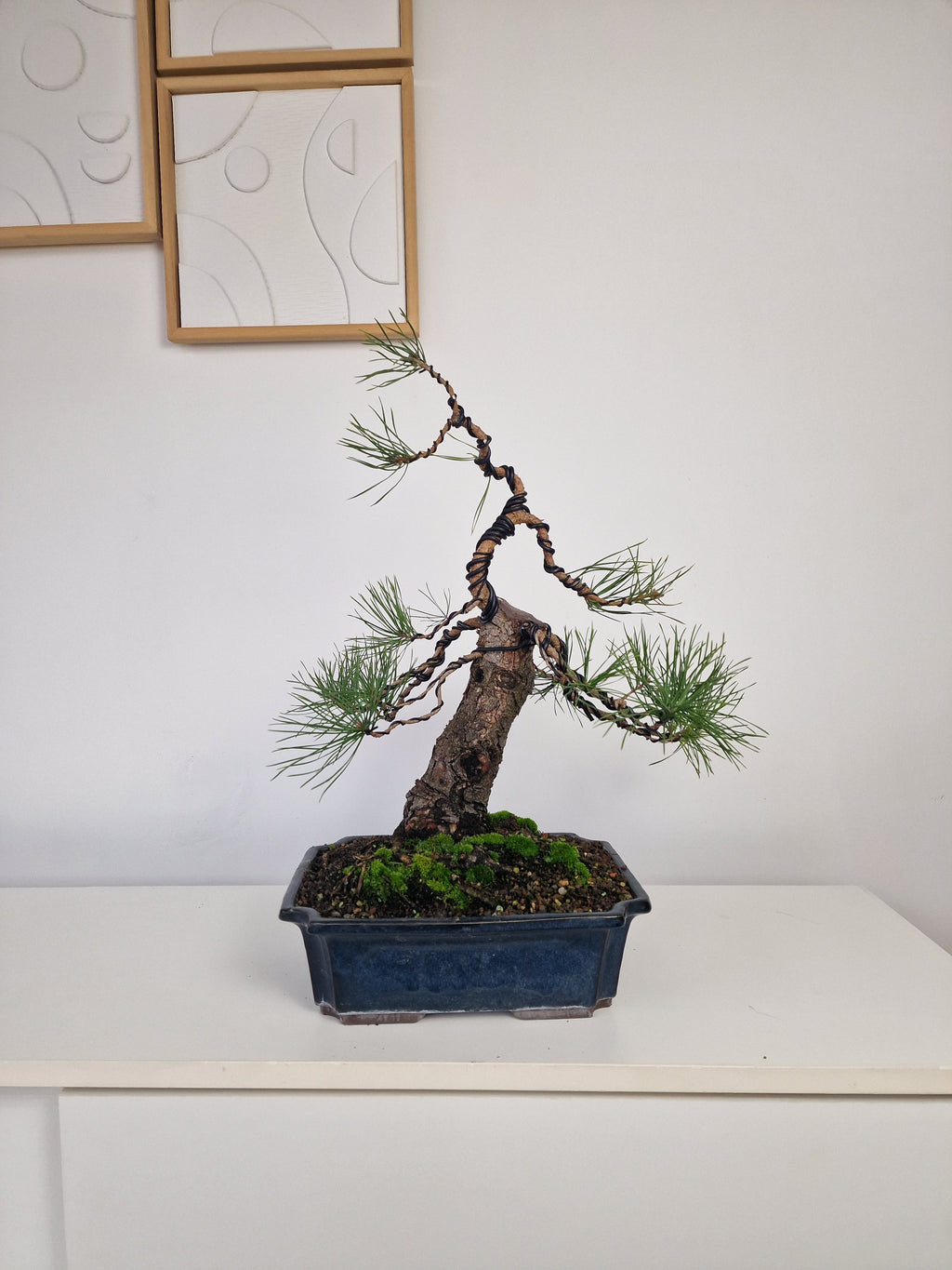 Pinus sylvestris Pre-Bonsai No.3