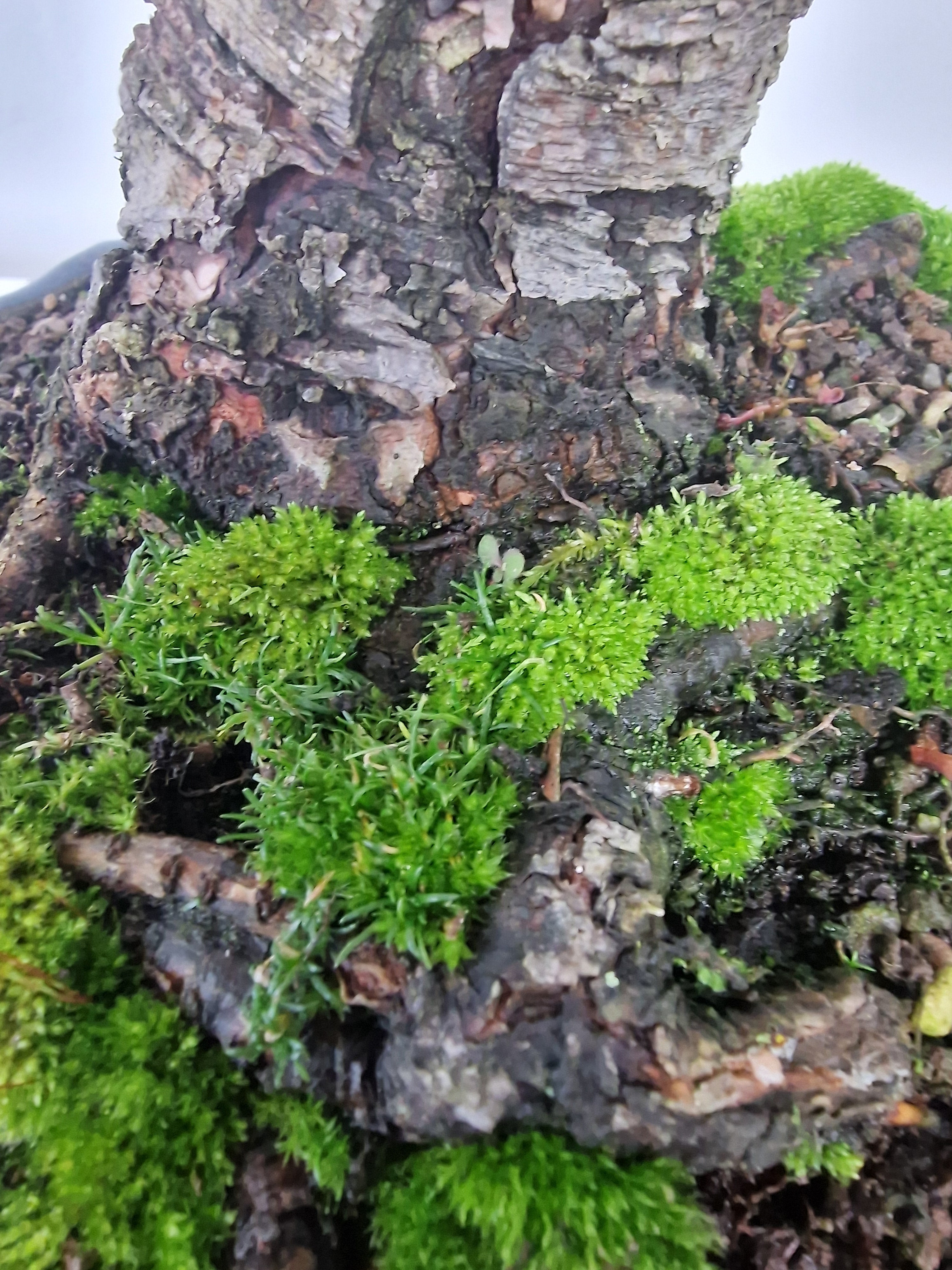 Pinus sylvestris Pre-Bonsai No.3