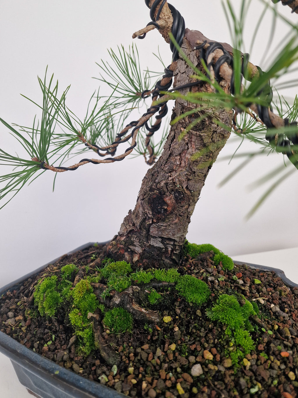 Pinus sylvestris Pre-Bonsai No.3