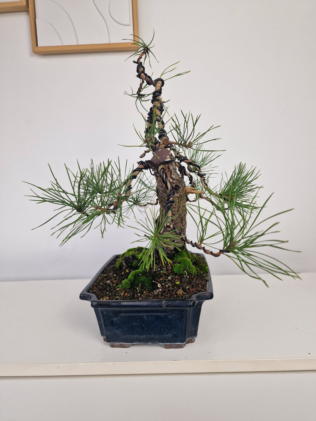Pinus sylvestris Pre-Bonsai No.3