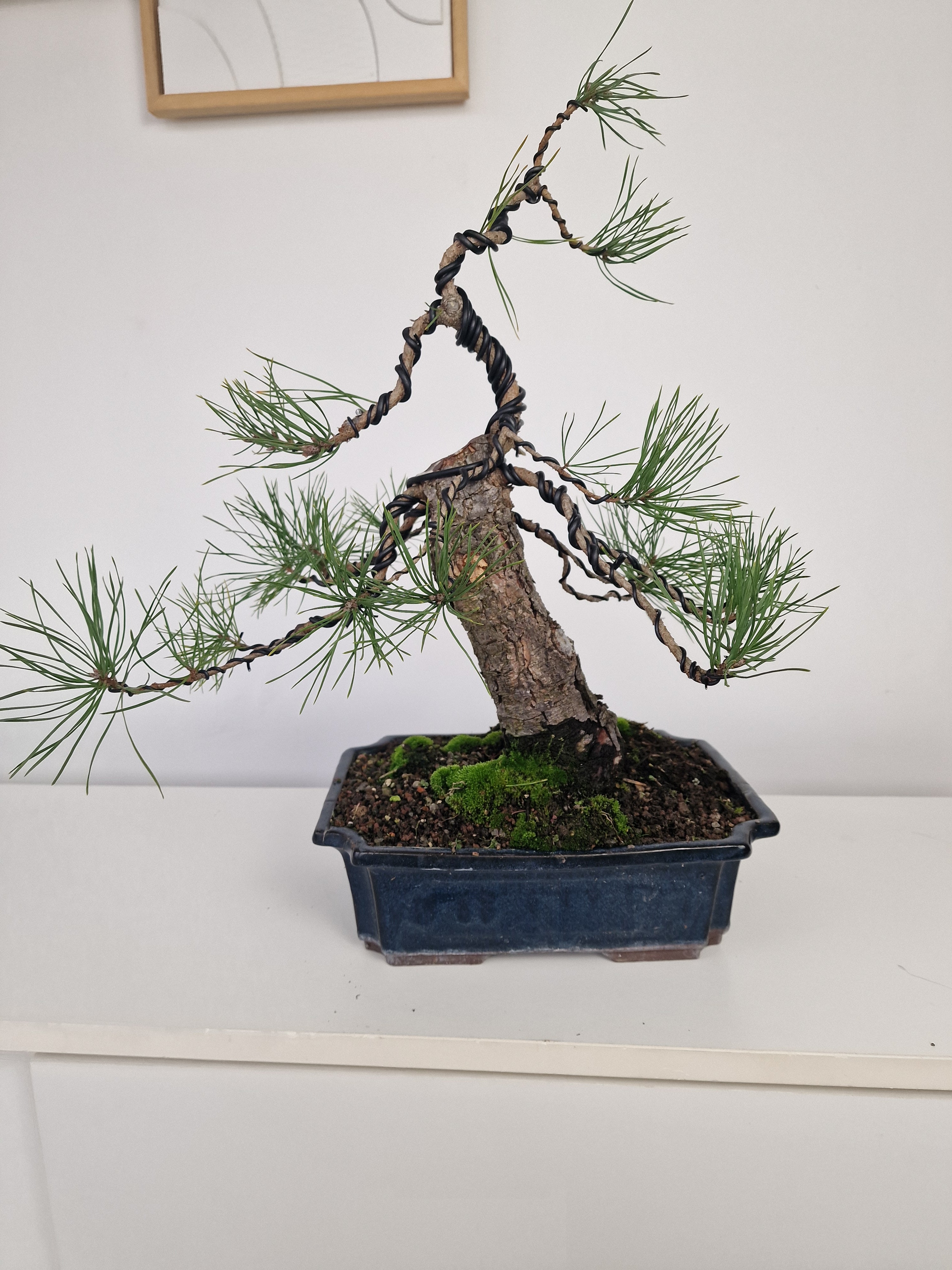 Pinus sylvestris Pre-Bonsai No.3