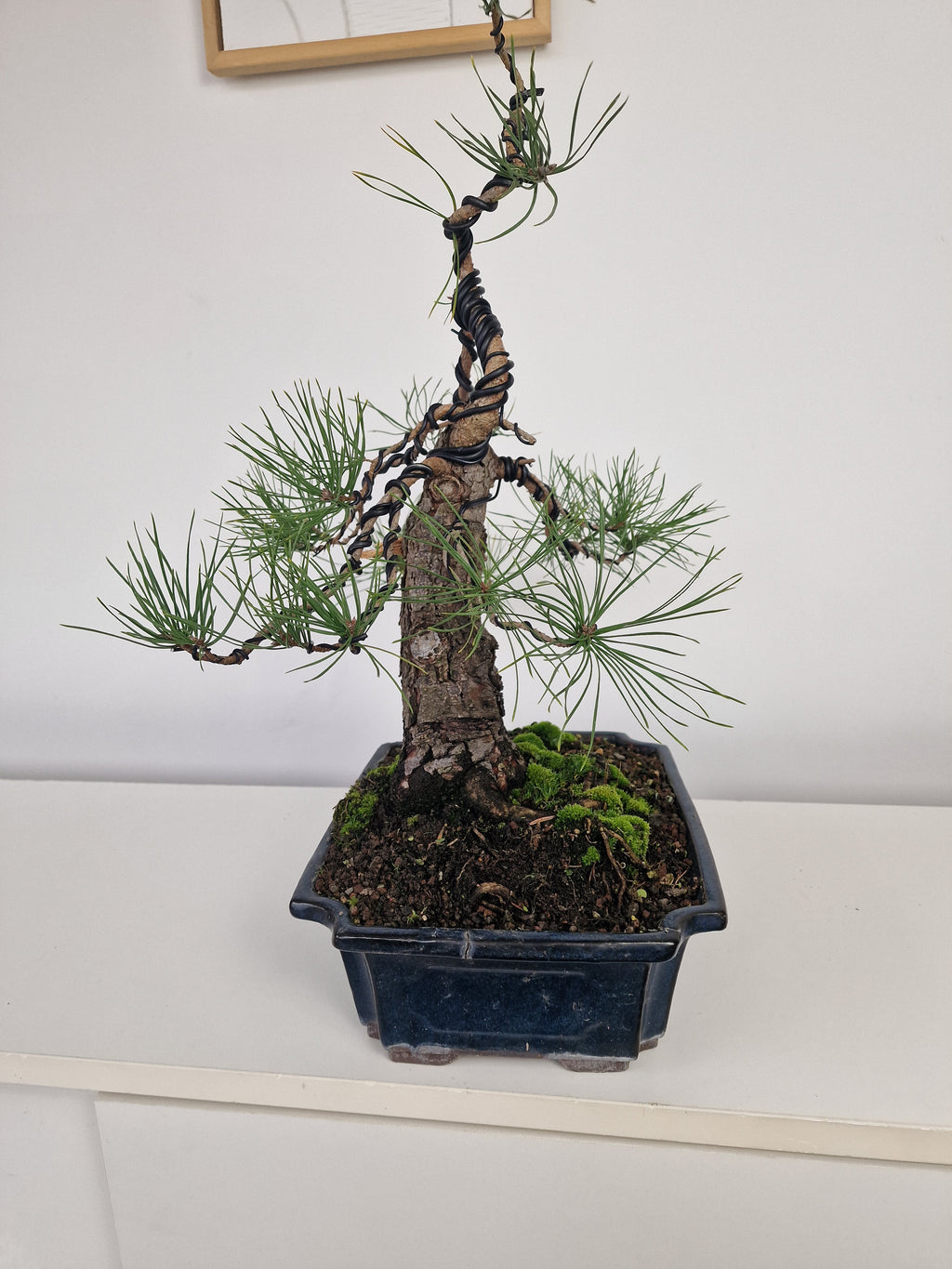 Pinus sylvestris Pre-Bonsai No.3