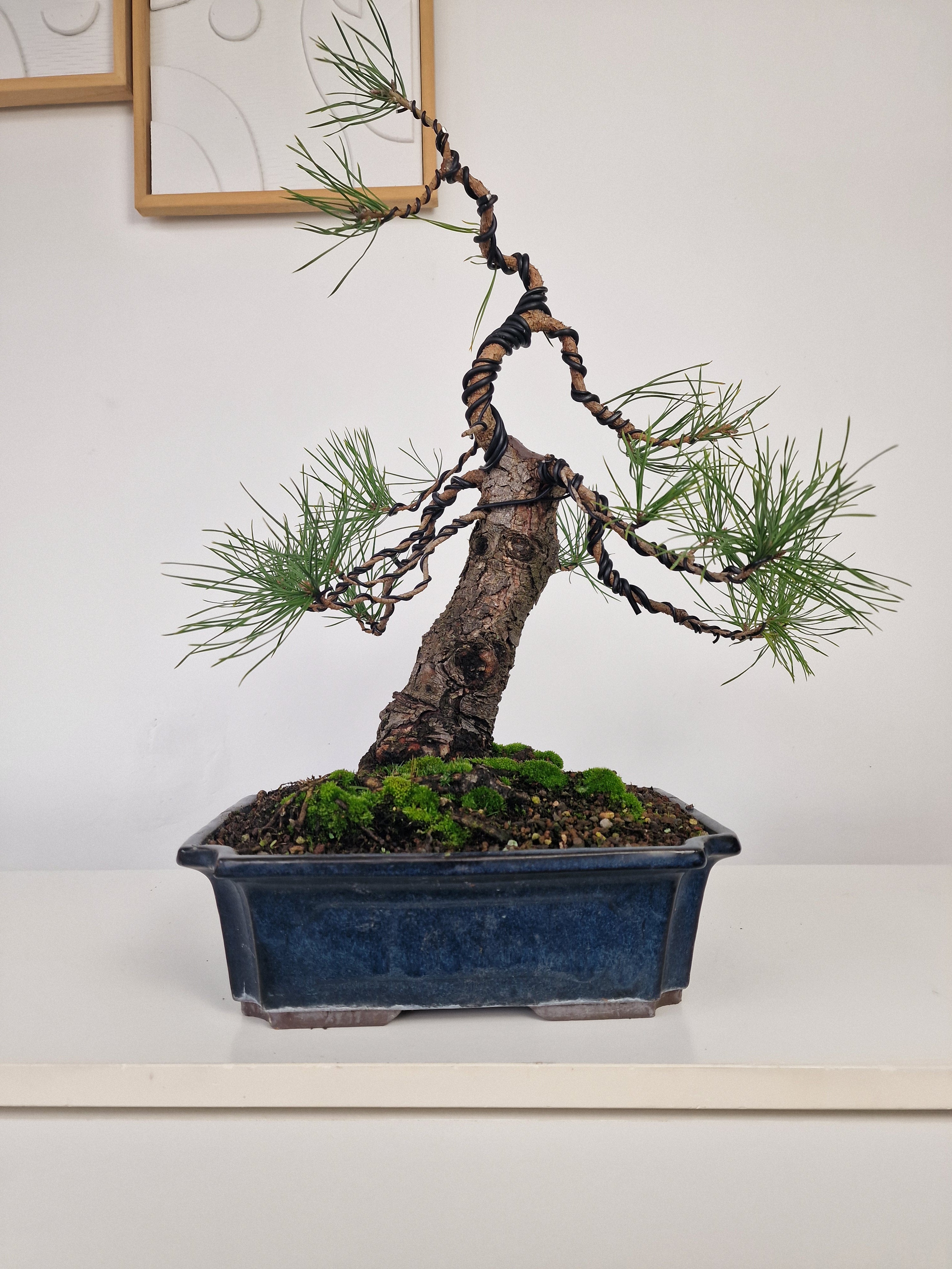 Pinus sylvestris Pre-Bonsai No.3
