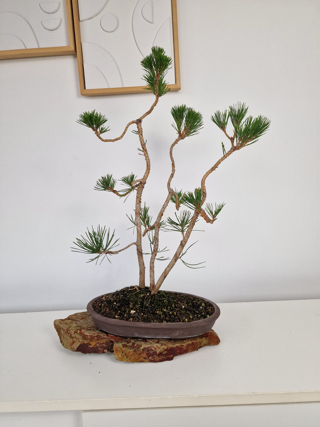 Pinus thunbergii Pre-Bonsai No.1