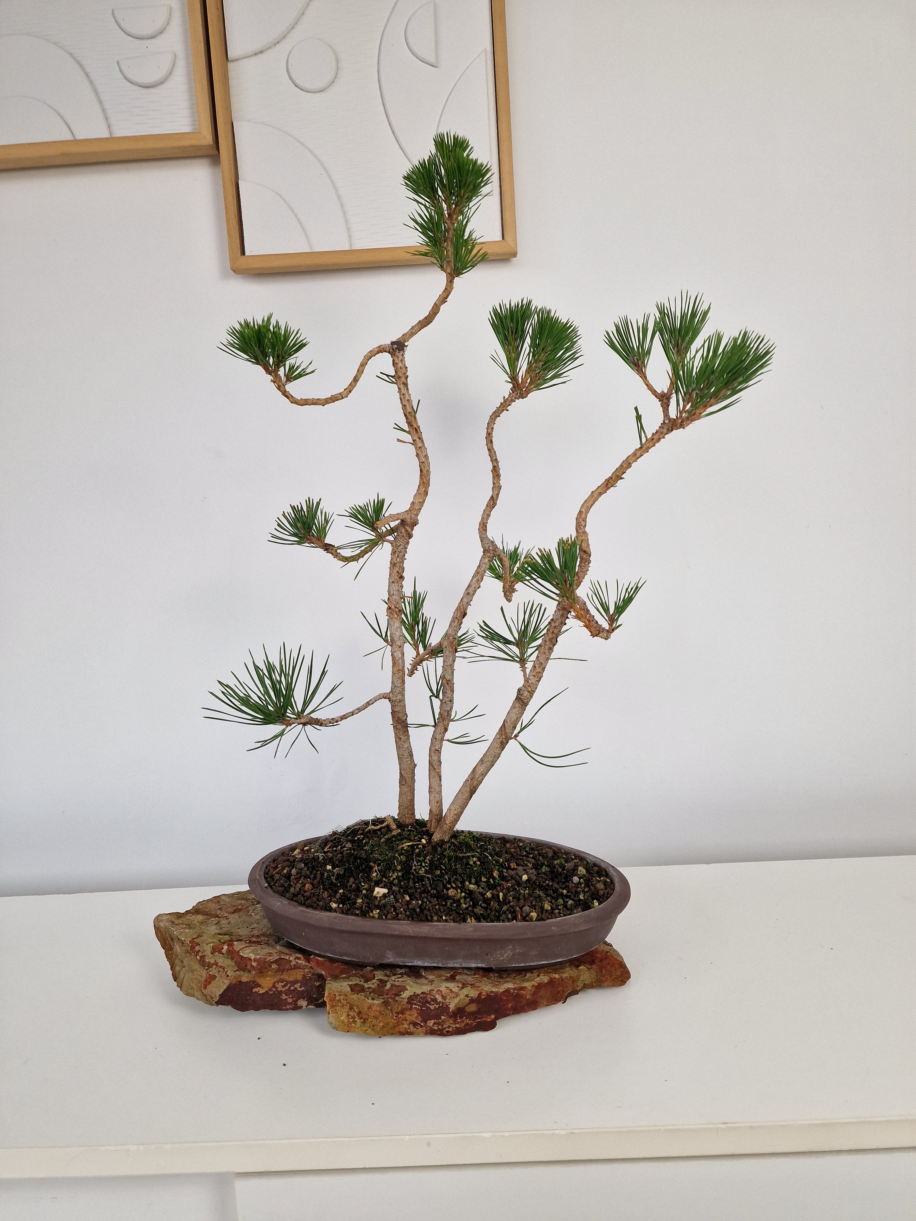 Pinus thunbergii Pre-Bonsai No.1