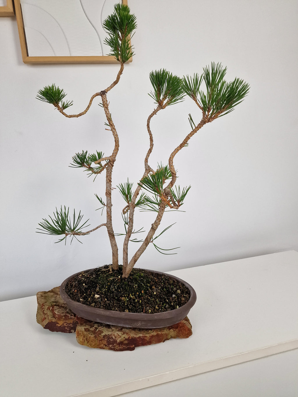 Pinus thunbergii Pre-Bonsai No.1
