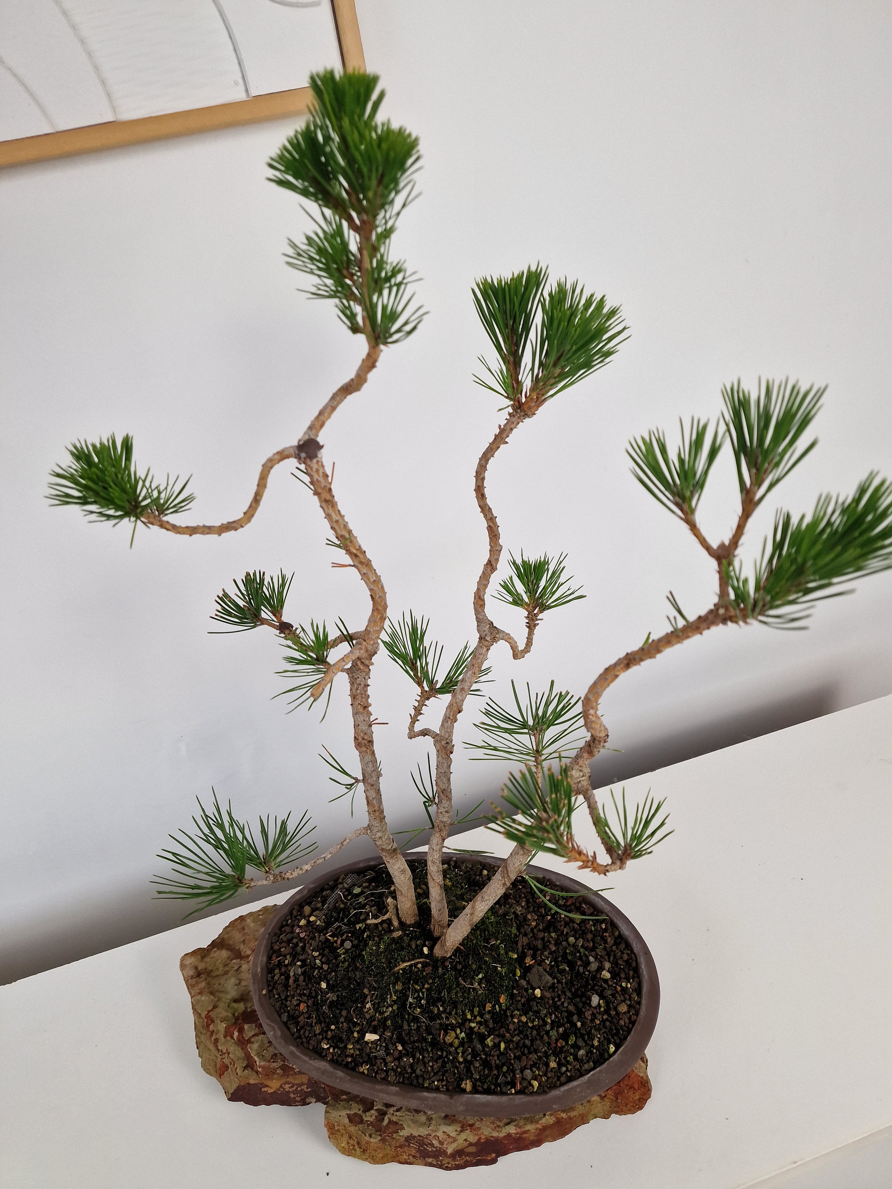 Pinus thunbergii Pre-Bonsai No.1