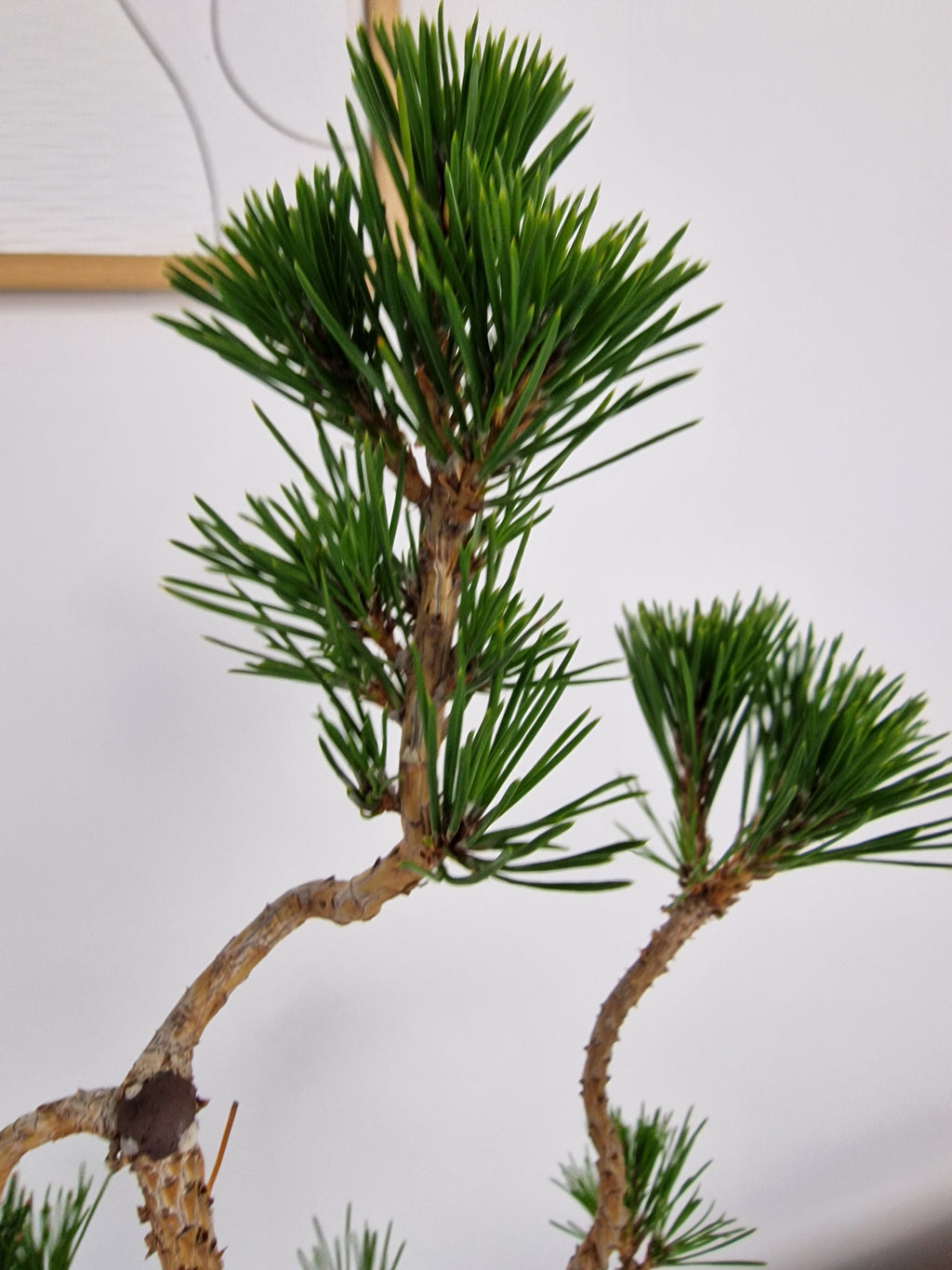 Pinus thunbergii Pre-Bonsai No.1