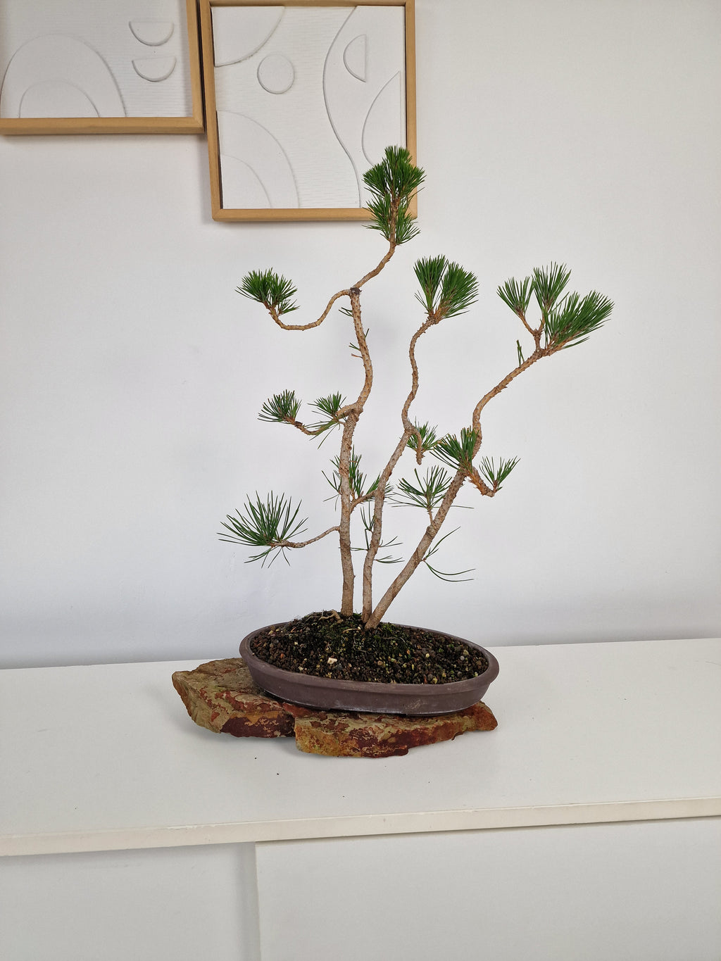 Pinus thunbergii Pre-Bonsai No.1