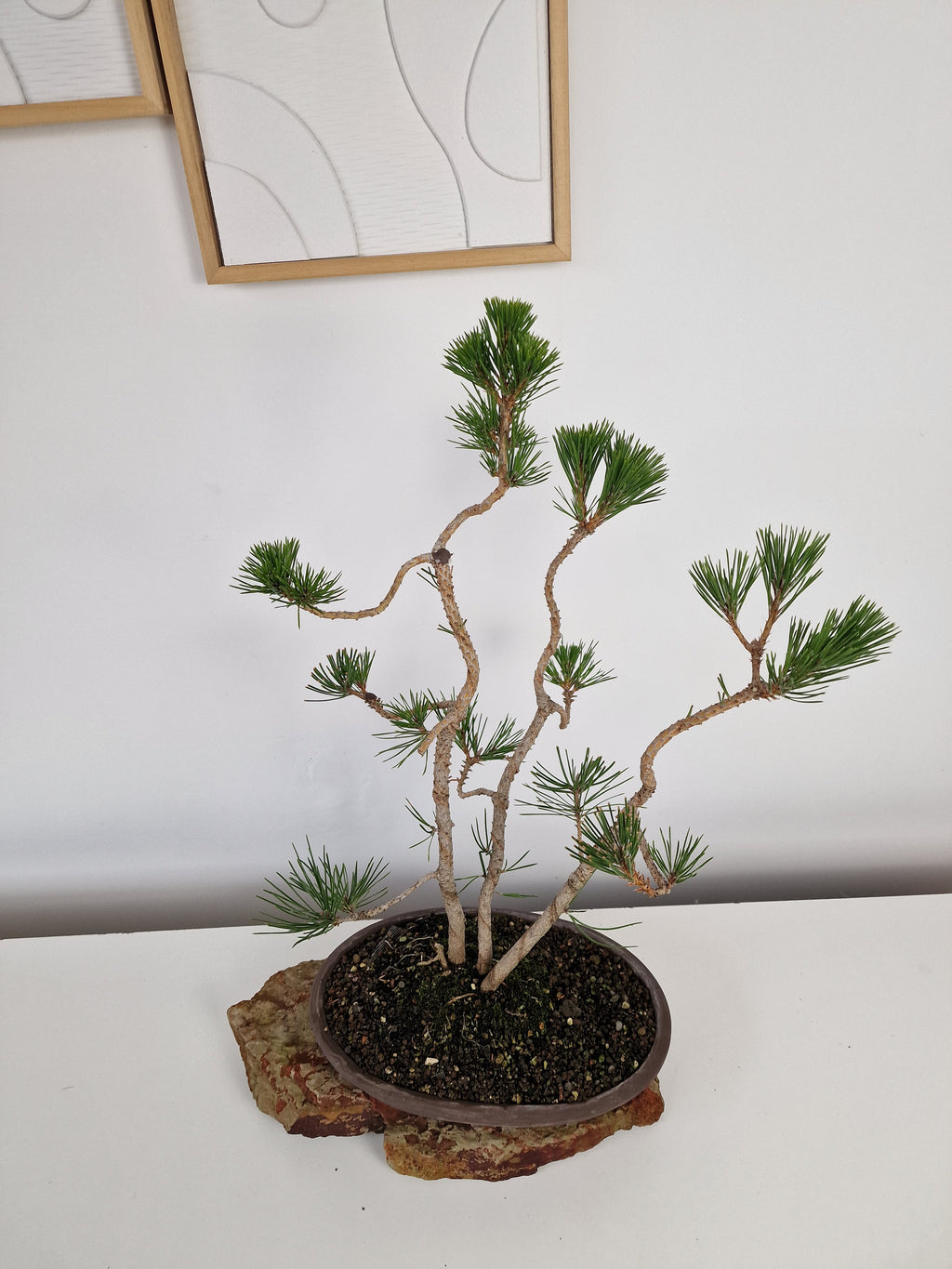 Pinus thunbergii Pre-Bonsai No.1