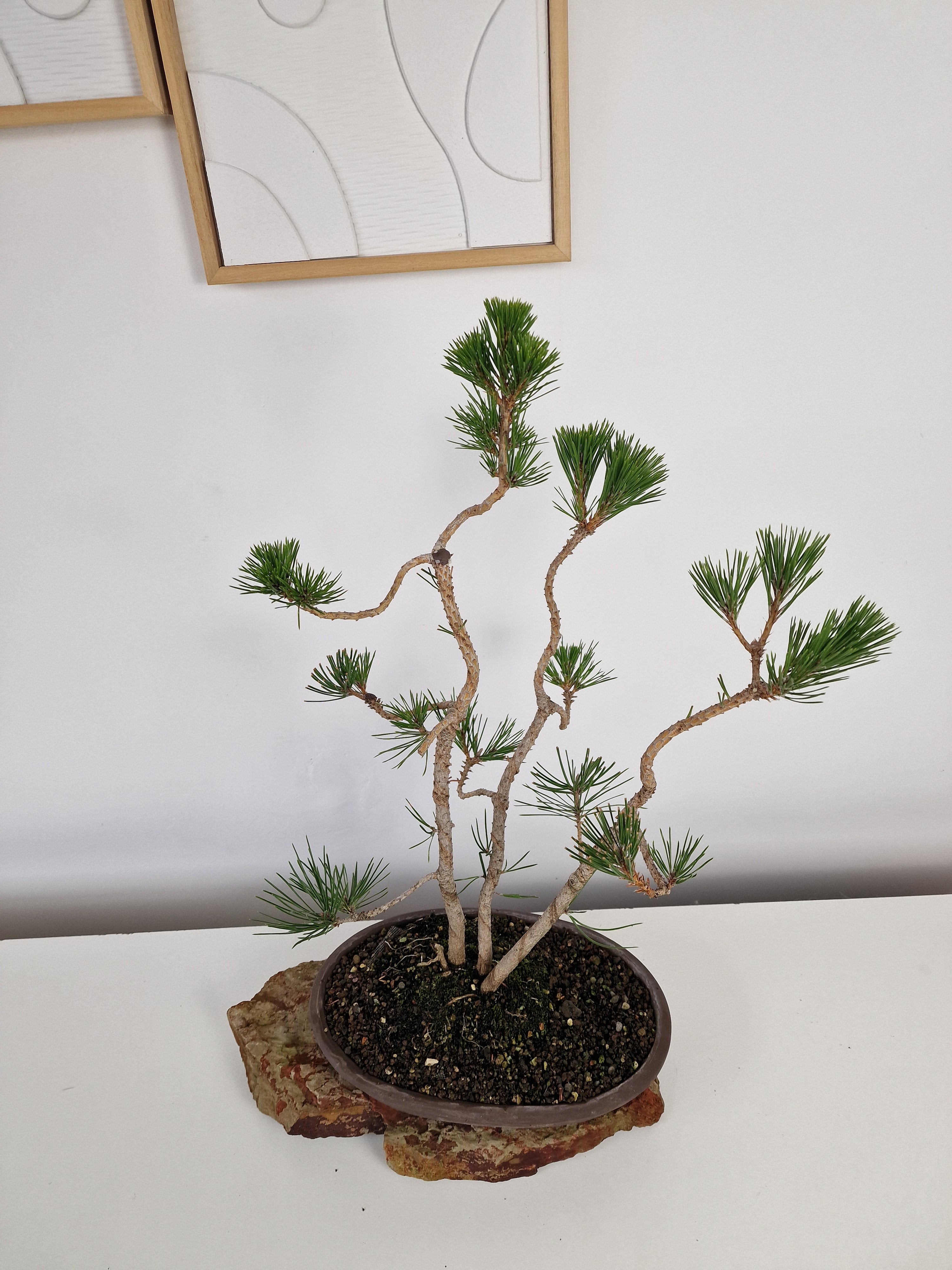 Pinus thunbergii Pre-Bonsai No.1