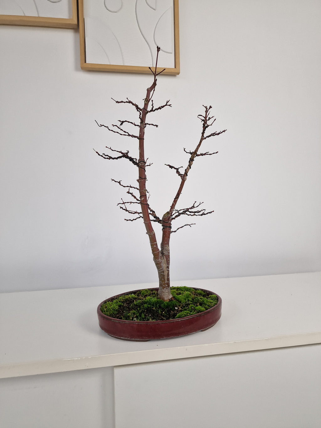 Acer palmatum Ukigumo Pre-bonsai No.1