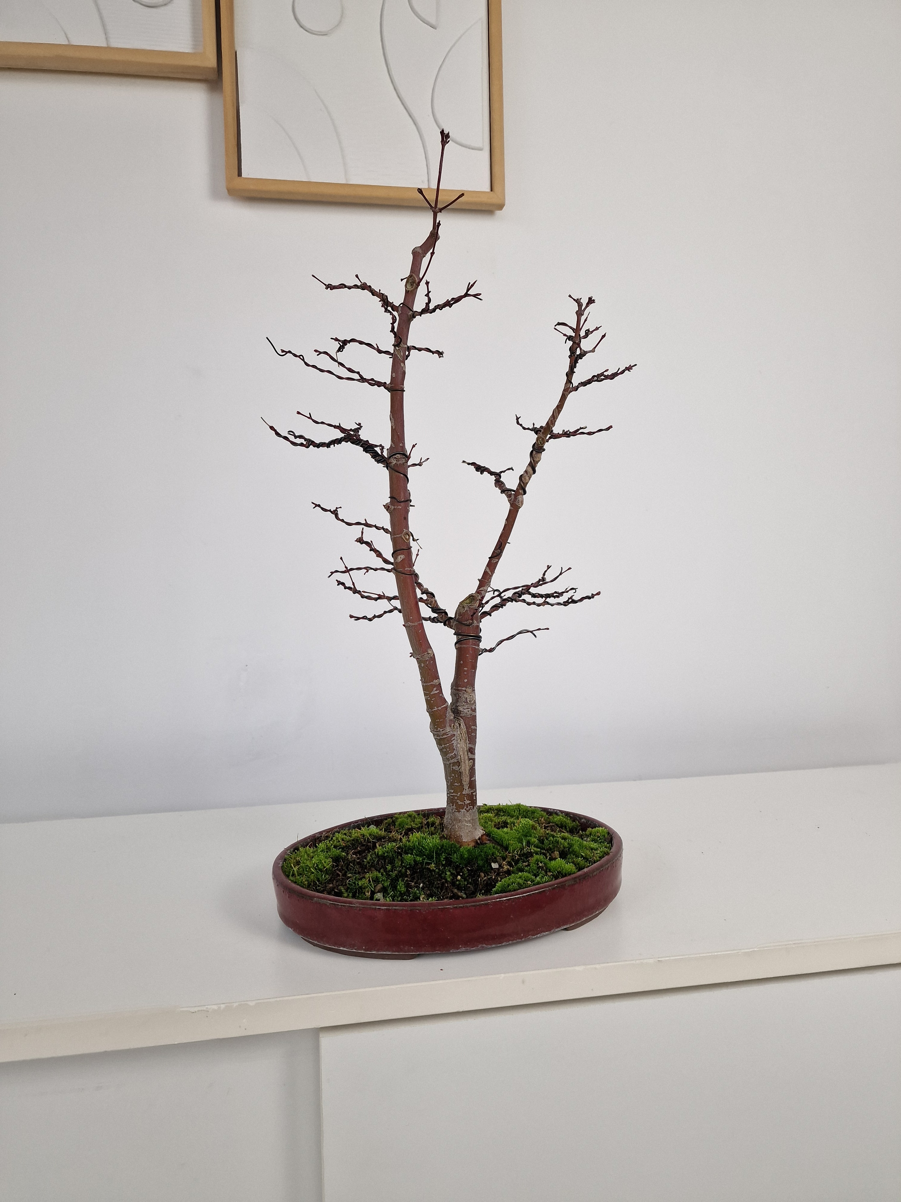 Acer palmatum Ukigumo Pre-bonsai No.1