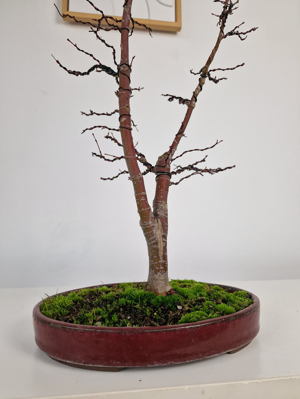 Acer palmatum Ukigumo Pre-bonsai No.1