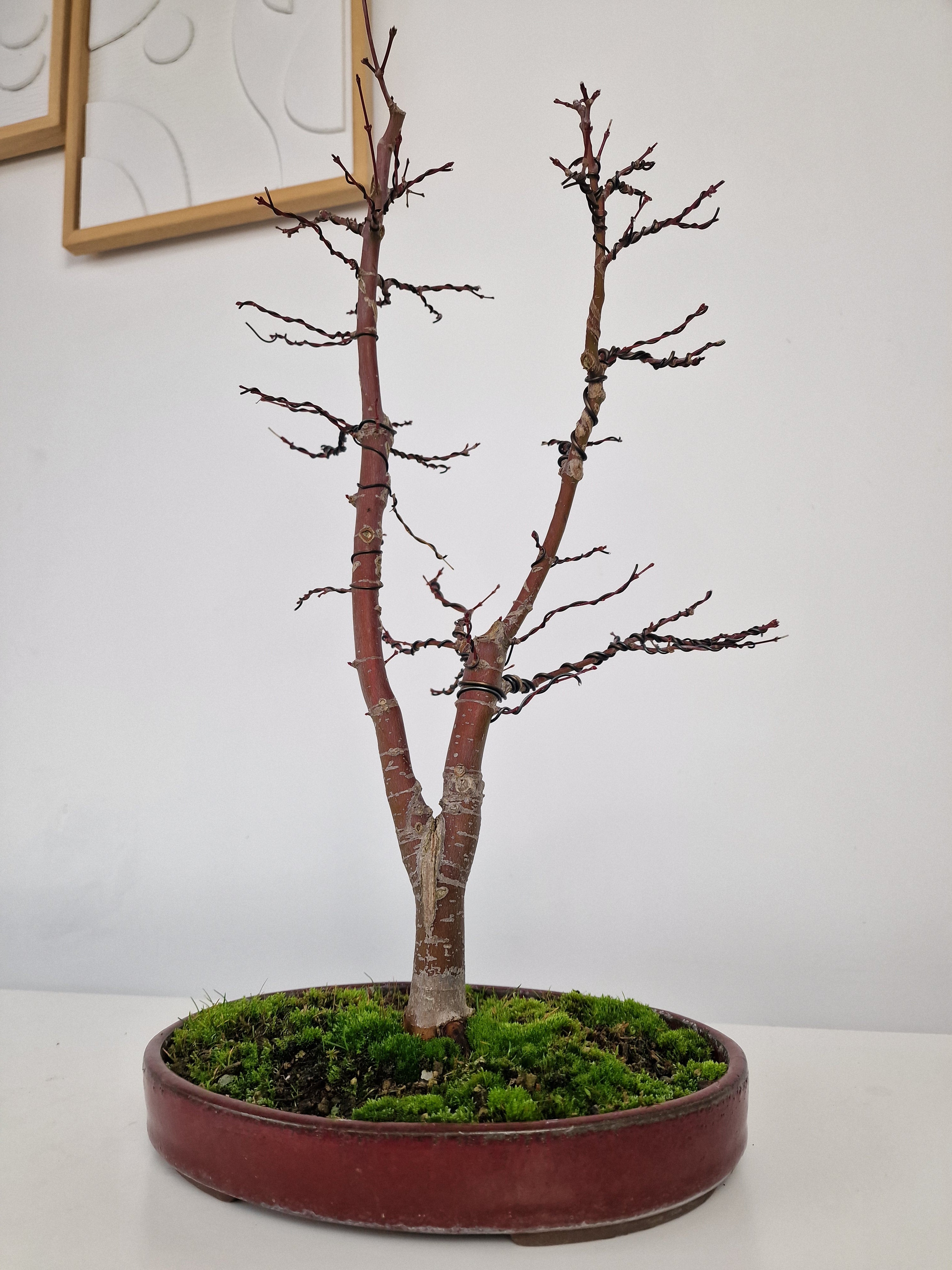 Acer palmatum Ukigumo Pre-bonsai No.1