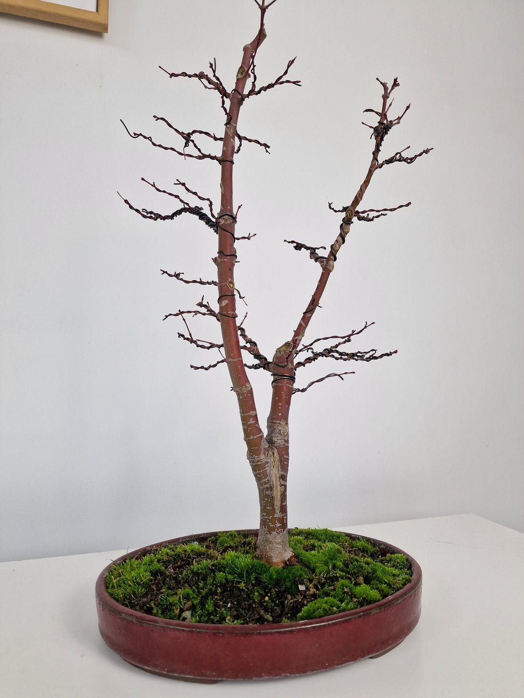 Acer palmatum Ukigumo Pre-bonsai No.1