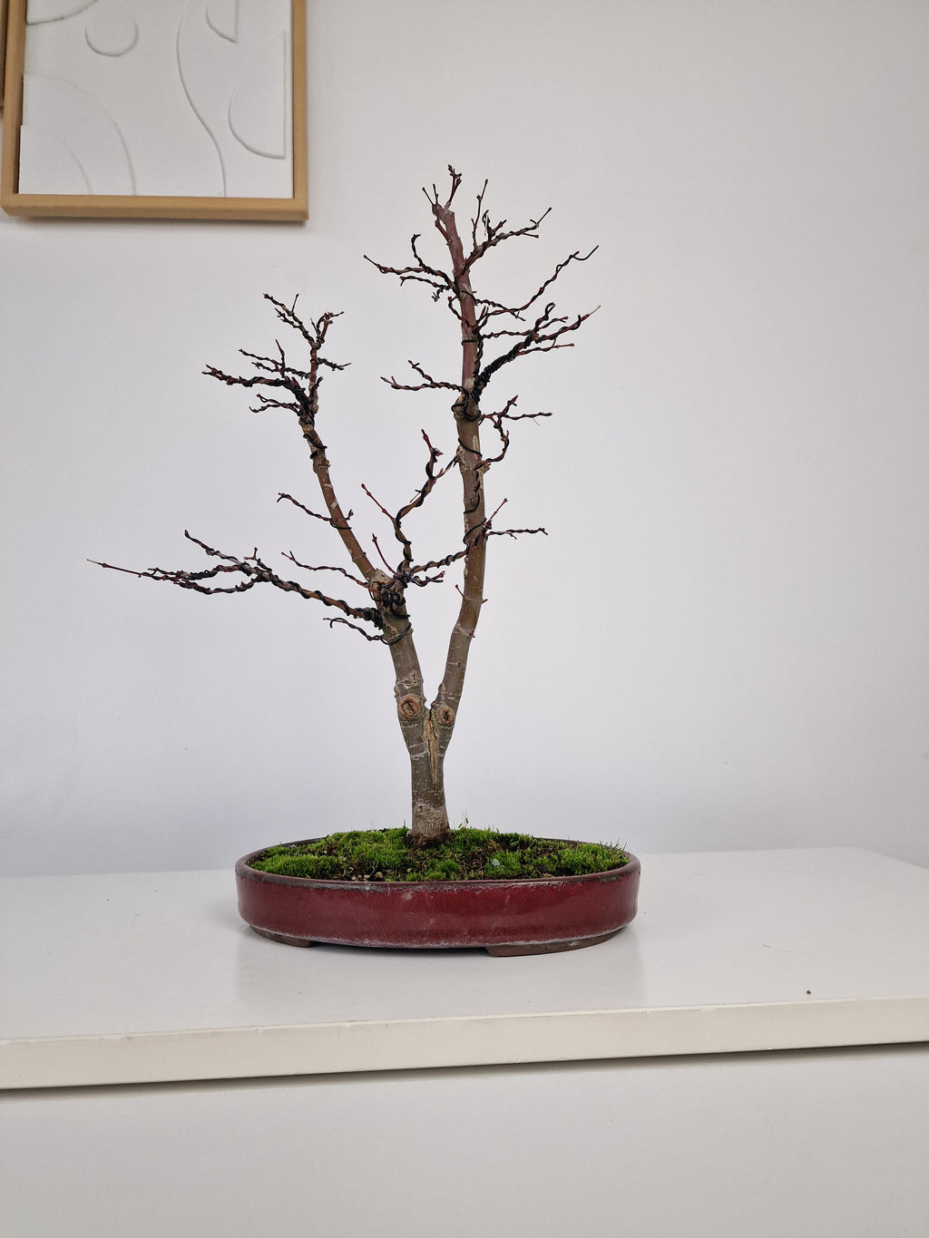 Acer palmatum Ukigumo Pre-bonsai No.1