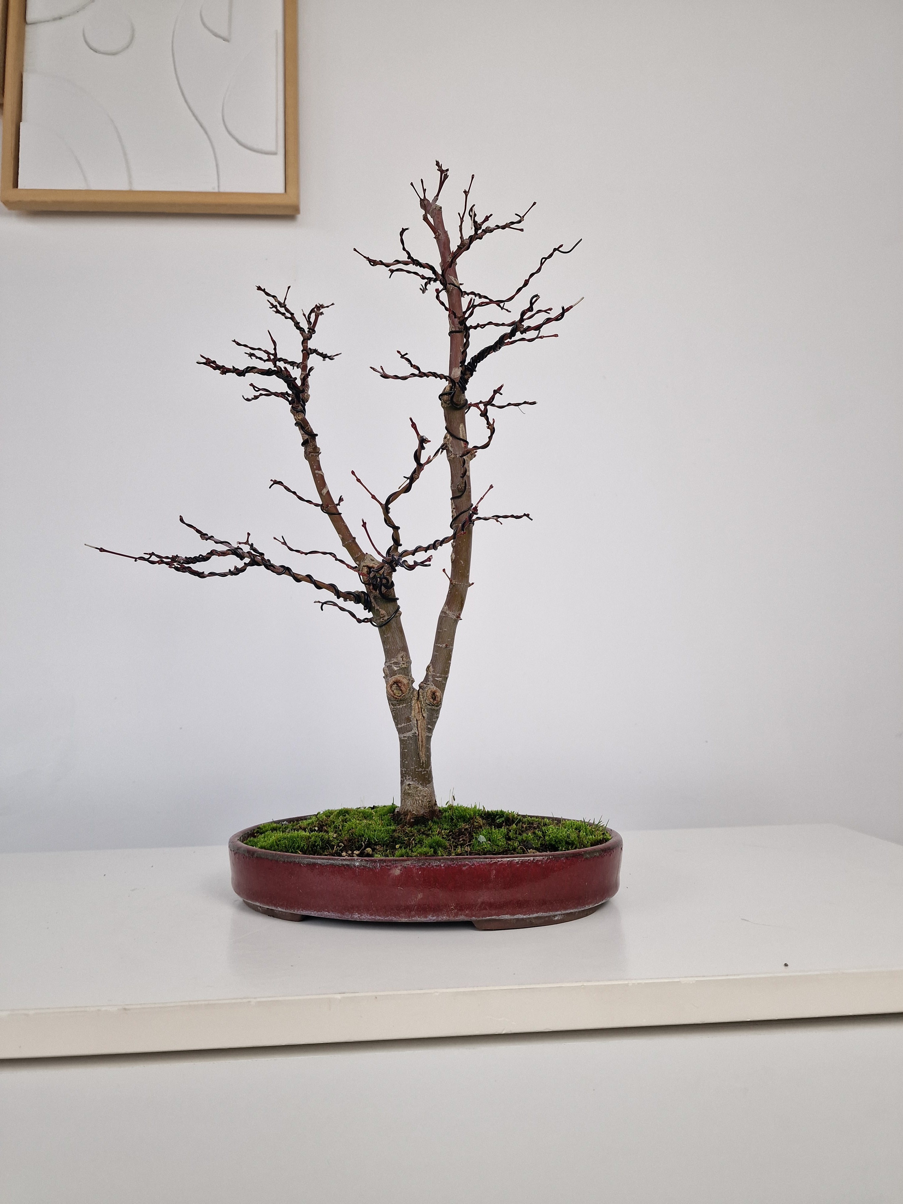 Acer palmatum Ukigumo Pre-bonsai No.1
