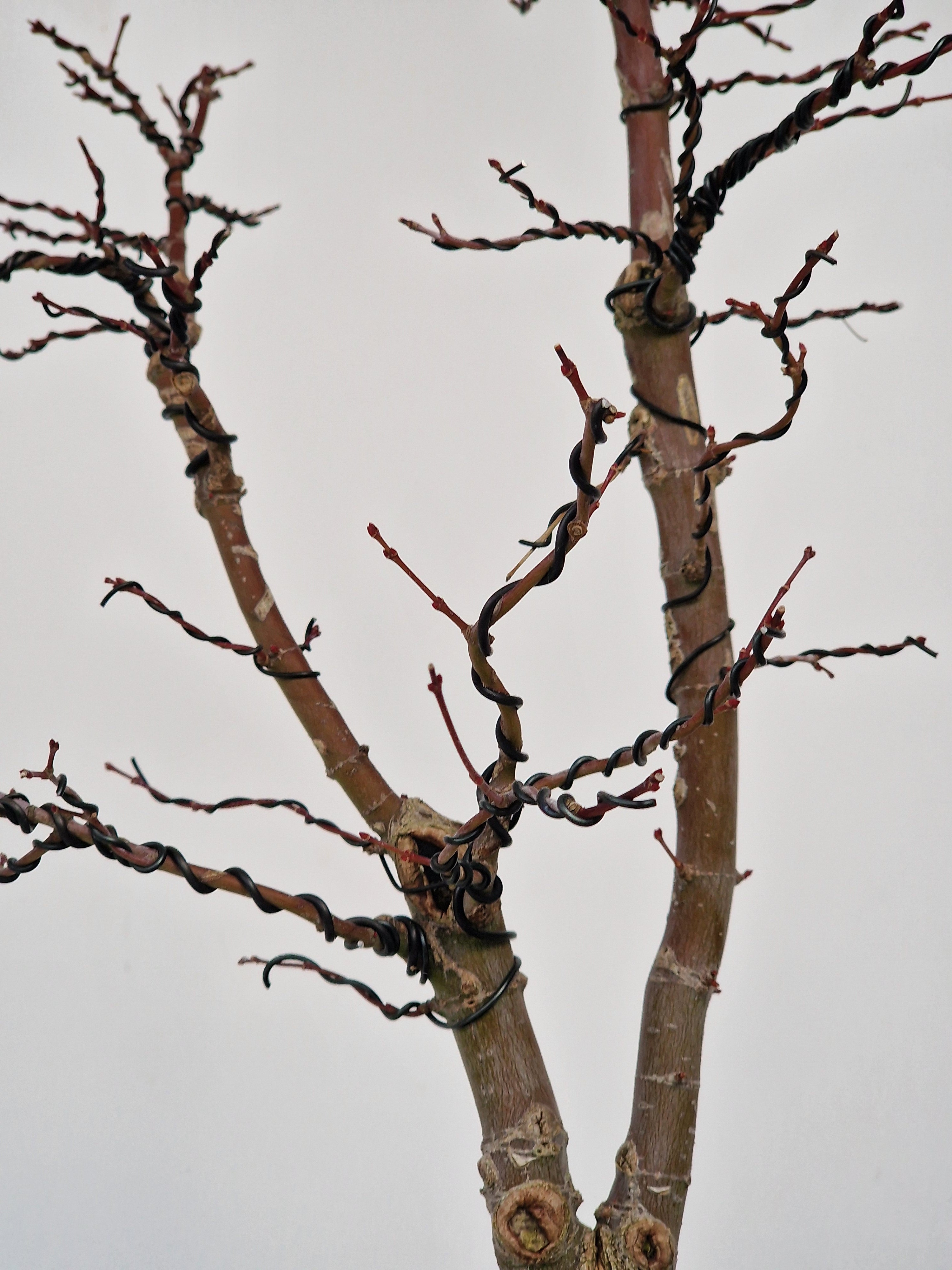 Acer palmatum Ukigumo Pre-bonsai No.1