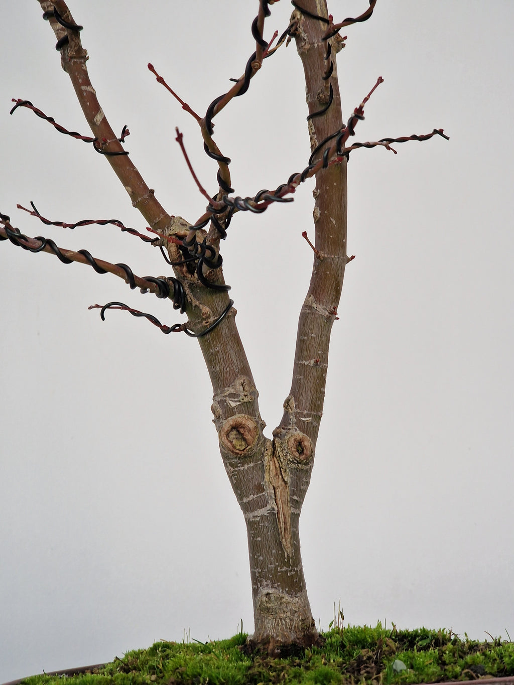Acer palmatum Ukigumo Pre-bonsai No.1