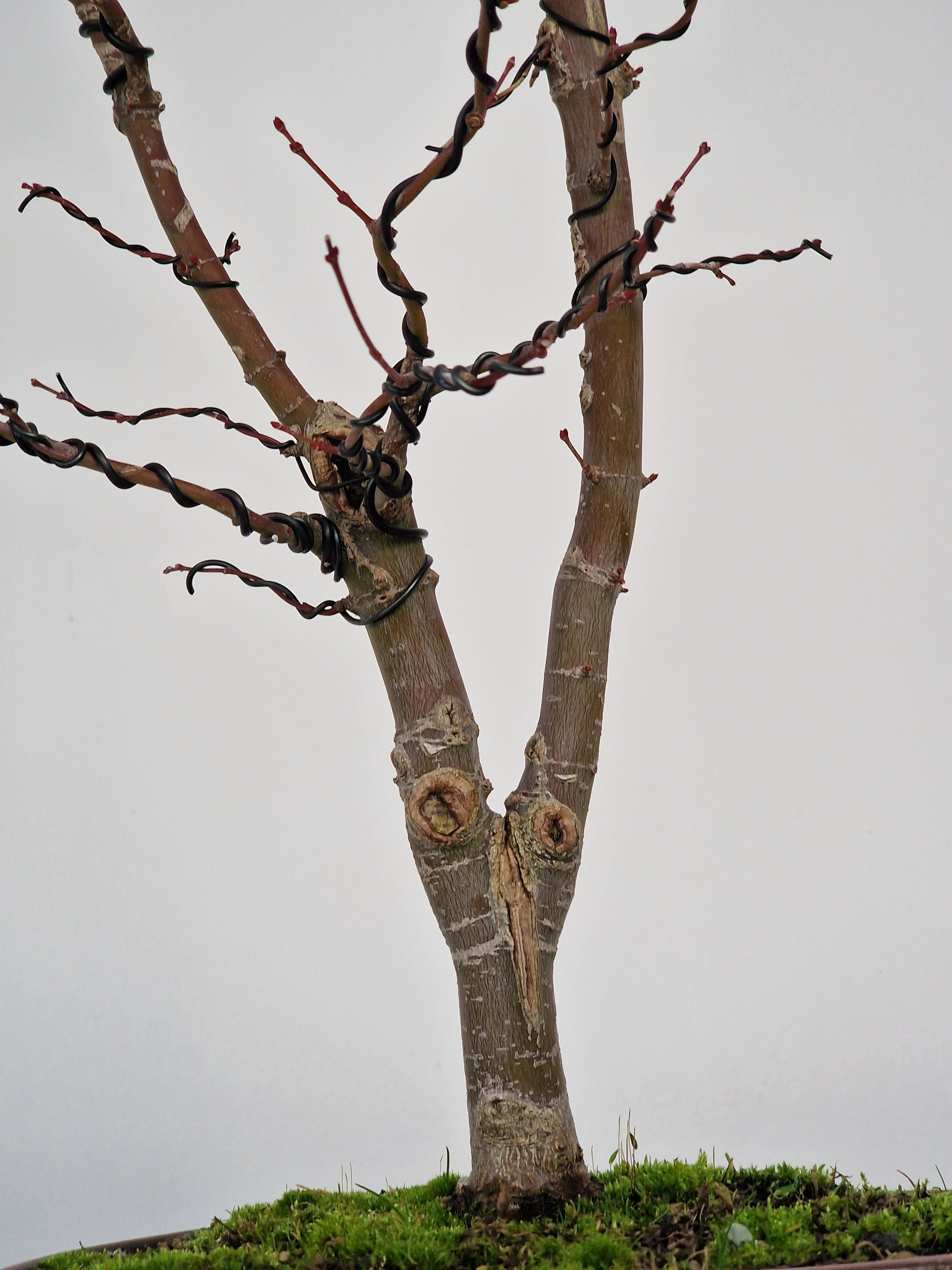 Acer palmatum Ukigumo Pre-bonsai No.1