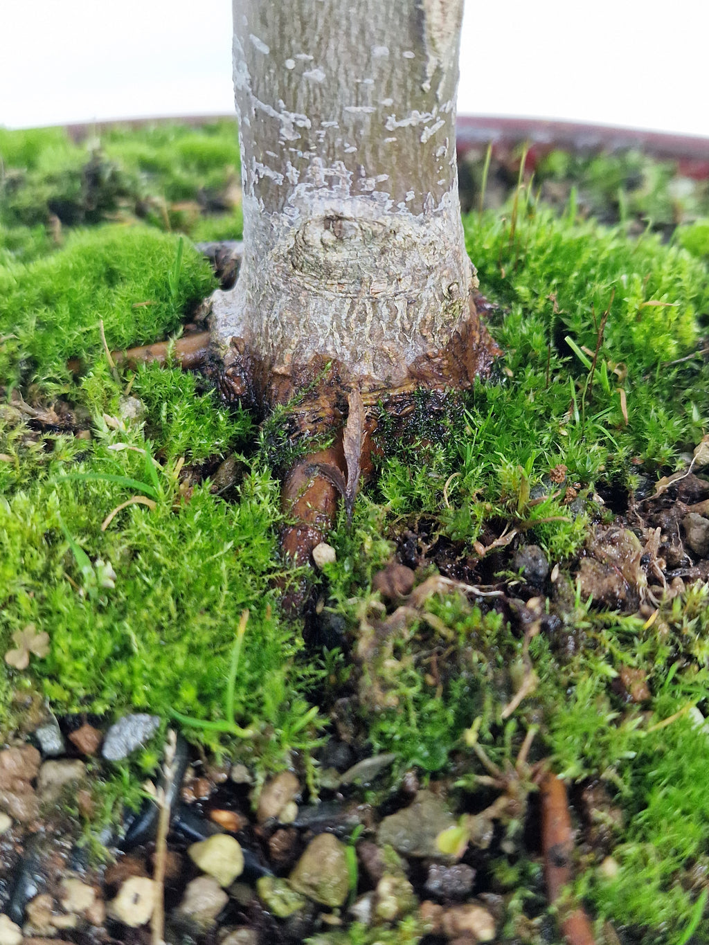 Acer palmatum Ukigumo Pre-bonsai No.1